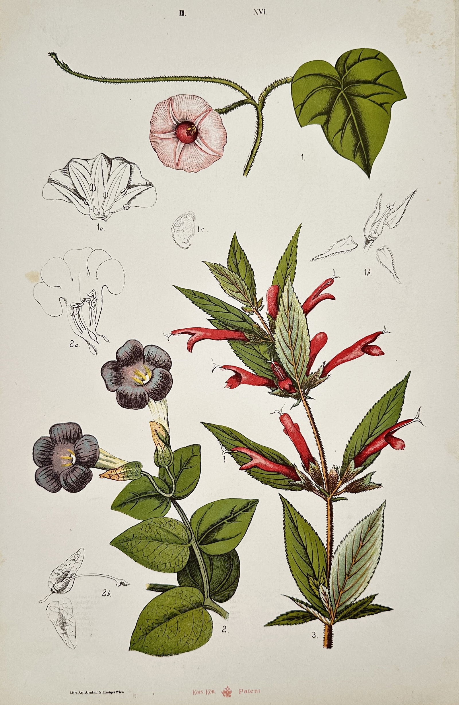 Samuel Czeiger – Botanical Study of Bindweed, Gloxinia, and Sage – Hand-coloured lithograph: "II. Botanik XVI" illustrates three distinct flowering plants arranged with detailed anatomical dissections. The upper section depicts a species of bindweed or morning glory, showing a single pale pin