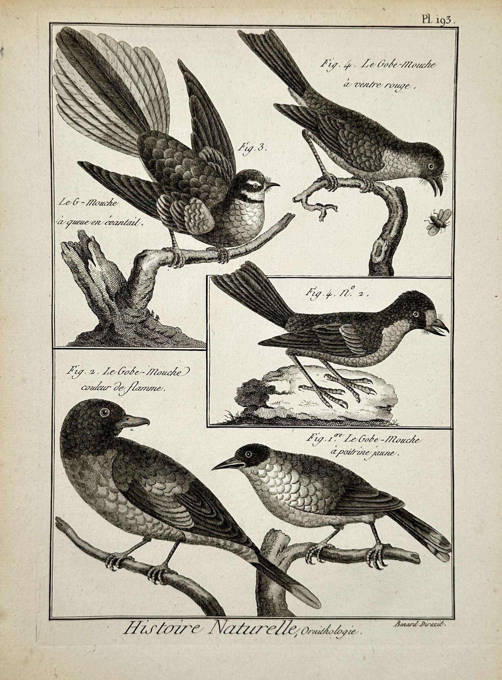 Robert Benard (1734–1777) – Ornithological Study of Flycatchers – Copper engraving (1771) (1 of 2)