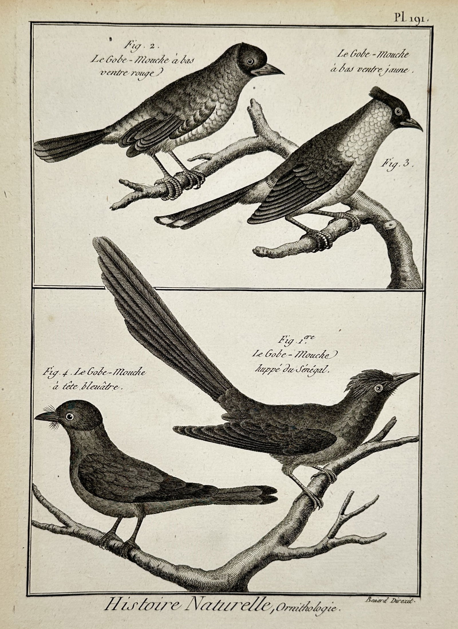 Robert Benard (1734–1777) – Ornithological Study of Flycatchers – Copper engraving (1771): "Histoire Naturelle, Ornithologie" illustrates four species of flycatchers arranged in two panels. The upper register depicts a red-bellied flycatcher and a yellow-bellied flycatcher perched on gnarle