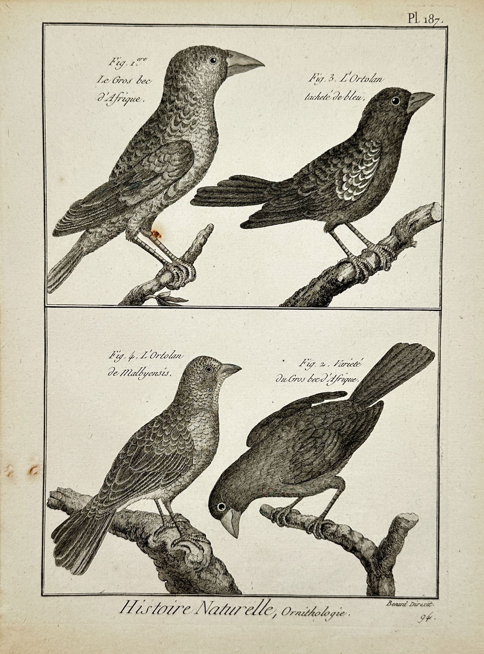 Robert Benard (1734–1777) – Ornithological Study of Grosbeaks and Ortolans – Copper engraving: "Histoire Naturelle, Ornithologie" illustrates four bird species arranged in two horizontal panels. The upper section depicts an African Grosbeak alongside a Blue-spotted Ortolan perched on gnarled br