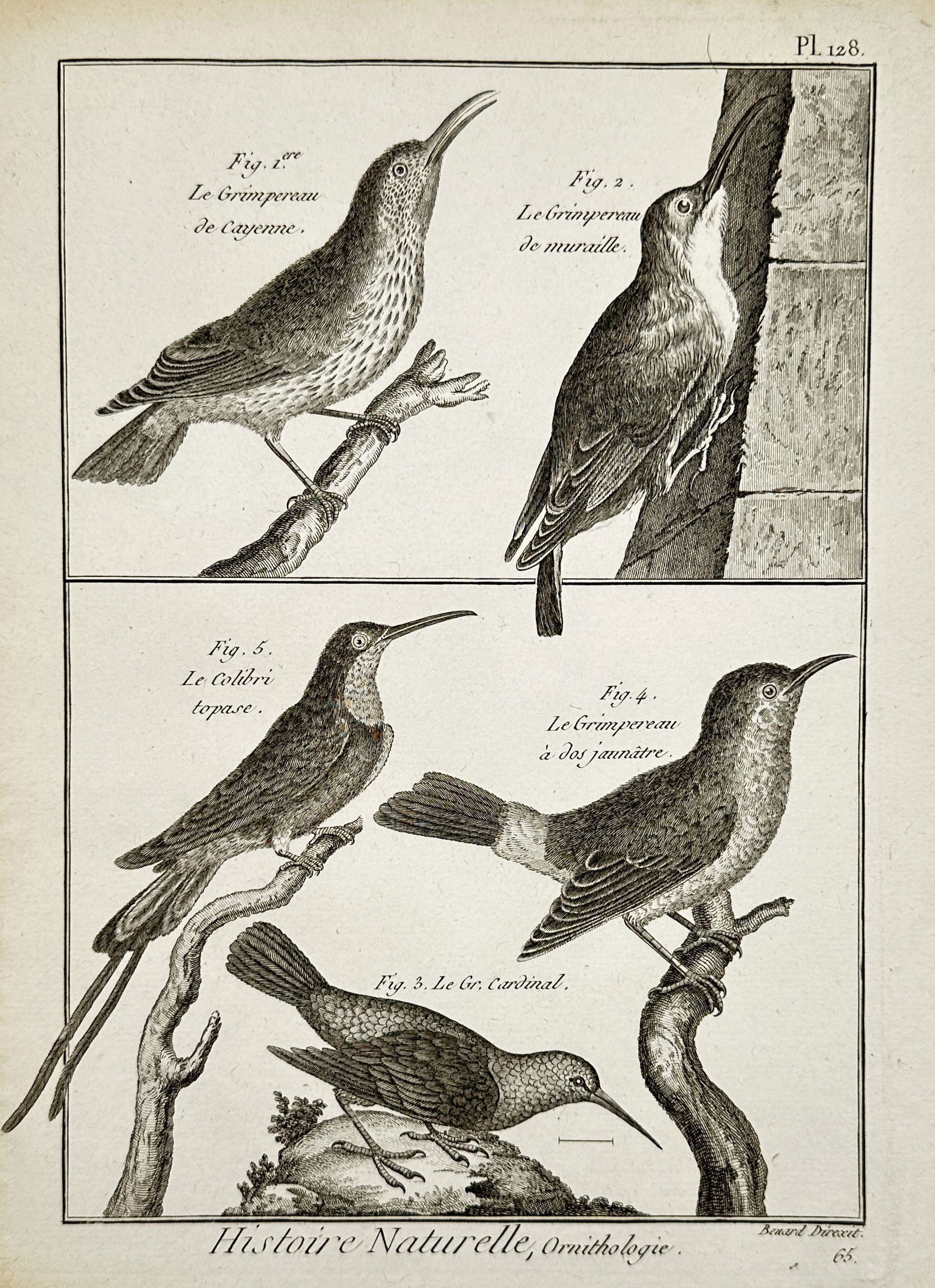 Robert Benard – Ornithological Study of Treecreepers and Hummingbirds – Copper engraving: "Histoire Naturelle, Ornithologie" illustrates five small avian species across two horizontal panels. The upper section depicts a Cayenne Treecreeper perched on a small branch and a Wallcreeper clingi