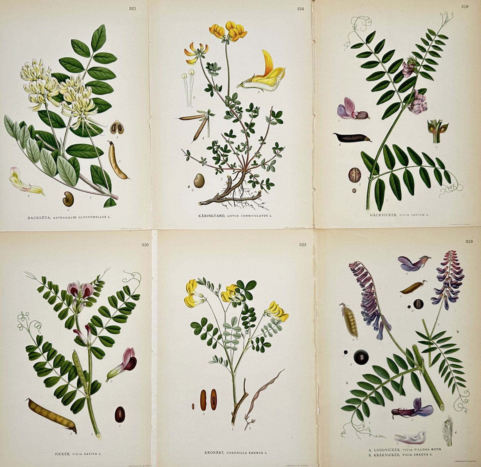 Carl Lindman – Set of 6: Botanical Studies of Legumes – Lithograph (1900s): "Bilder ur Nordens Flora" illustrates six distinct species of the pea family including milkvetch, bird's-foot trefoil, and various vetches. Each plate displays the flowering plant with its pinnate lea