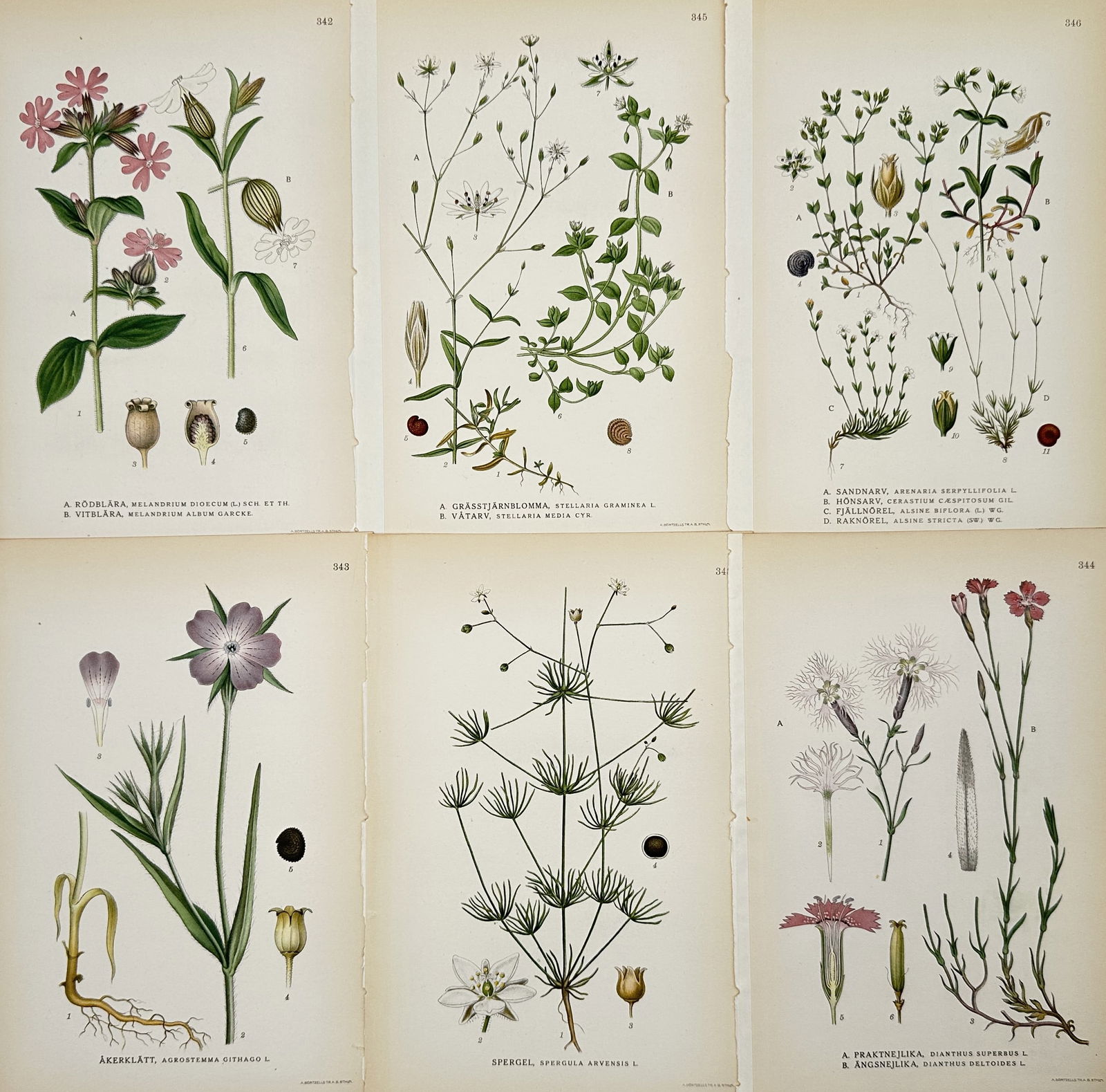 Carl Lindman – Set of 6: Botanical Studies of Caryophyllaceae – Lithograph (1900s): "Bilder ur Nordens Flora" illustrates six distinct species of the pink family including campions, stitchworts, and carnations. Each plate displays the flowering plant with its specific leaf structure