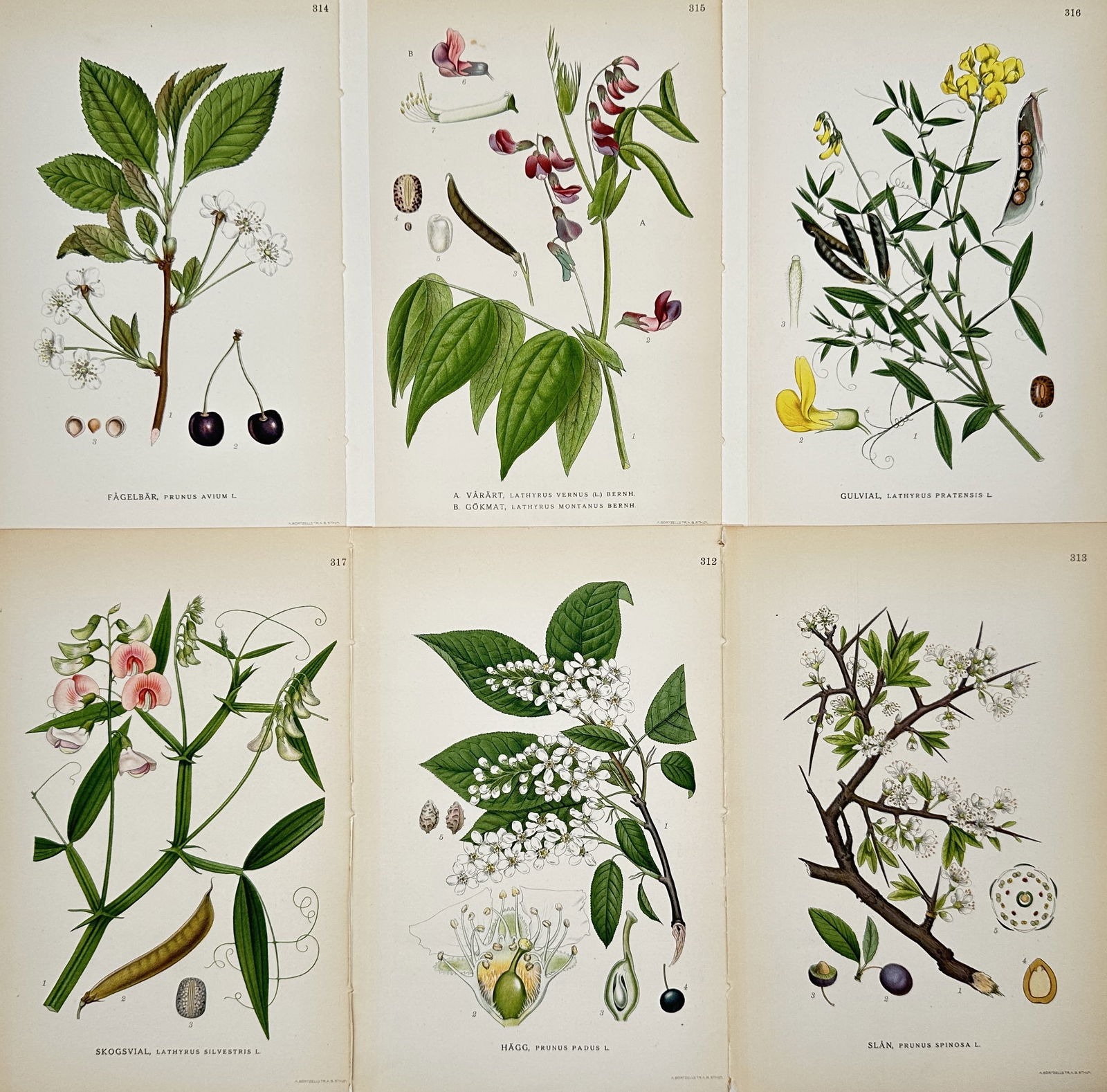 Carl Lindman – Set of 6: Botanical Studies of Prunus and Lathyrus Species – Lithograph (1900s): "Bilder ur Nordens Flora" illustrates six distinct botanical specimens including cherries, plums, and wild peas. The top row features the sweet cherry with its fruit, the mountain everlasting, and the
