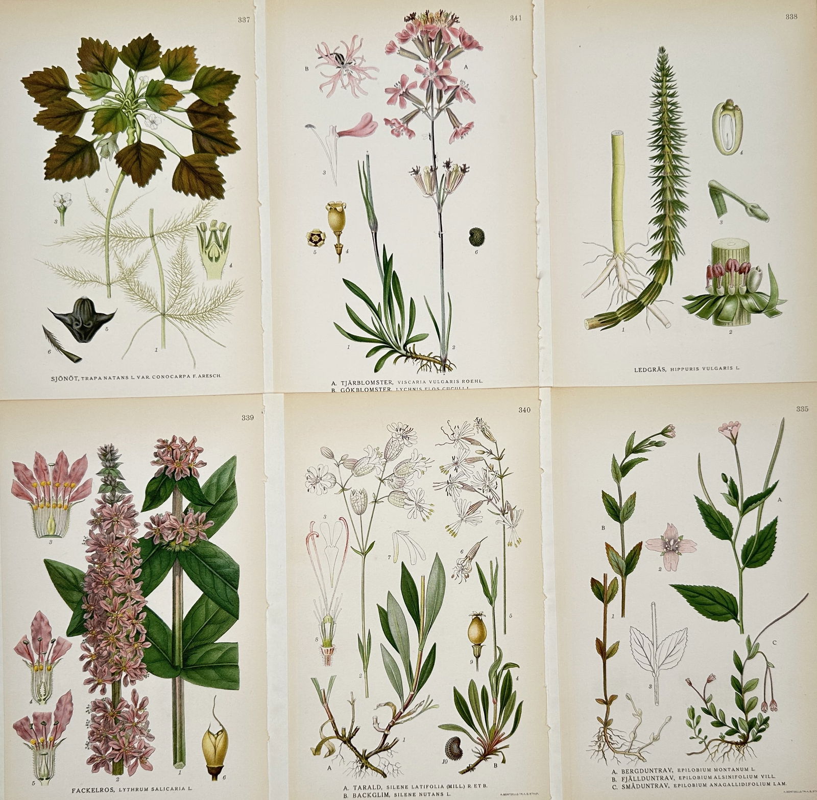Carl Lindman – Set of 6: Botanical Studies of Water Chestnuts, Campions, and Loosestrife: "Bilder ur Nordens Flora" illustrates six distinct botanical specimens including aquatic plants, flowering herbs, and wetland species. The top row features the water chestnut with its submerged root s