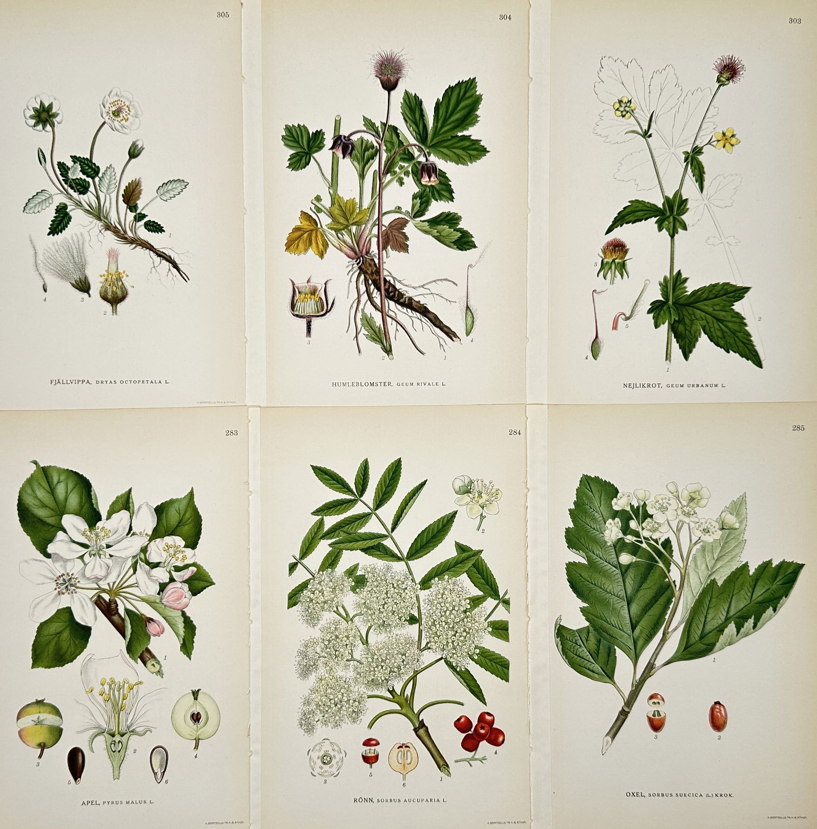 Carl Lindman – Set of 6: Botanical Studies of Rosaceous and Herbaceous Plants – Lithograph: "Bilder ur Nordens Flora" illustrates six distinct botanical specimens including roses, rowans, and herbaceous perennials. The top row features the mountain avens with its white blossoms, the water av
