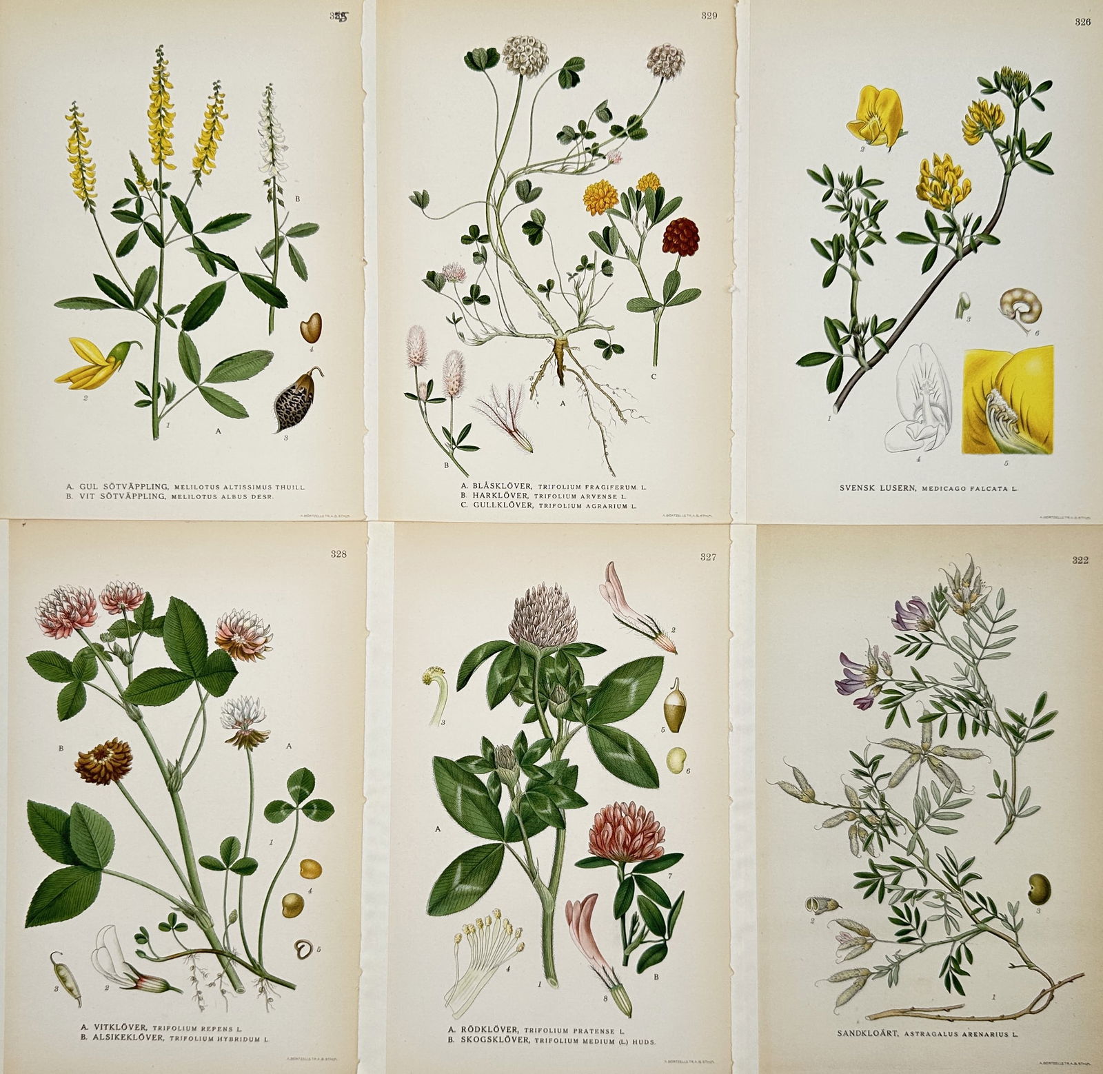 Carl Lindman – Set of 6: Botanical Studies of Fabaceae – Lithograph (1900s): "Bilder ur Nordens Flora" illustrates six distinct botanical specimens belonging to the pea family including clovers, trefoils, and sweetclover. The top row features yellow and white sweetclover, a st