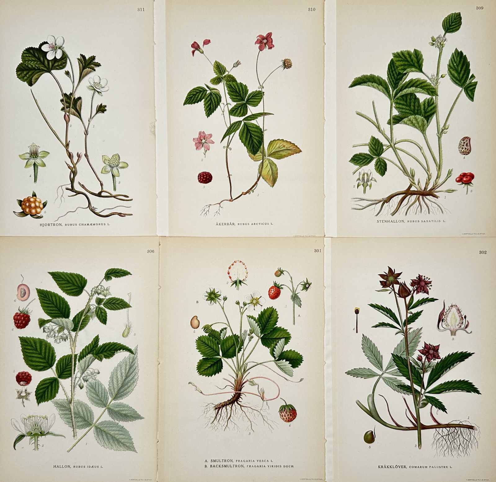 Carl Lindman – Set of 6: Botanical Studies of Berries and Rosaceous Plants – Lithograph (1900s): "Bilder ur Nordens Flora" illustrates six distinct botanical specimens including strawberries, raspberries, and arctic brambles. The top row features cloudberry with its distinct orange fruit, arctic