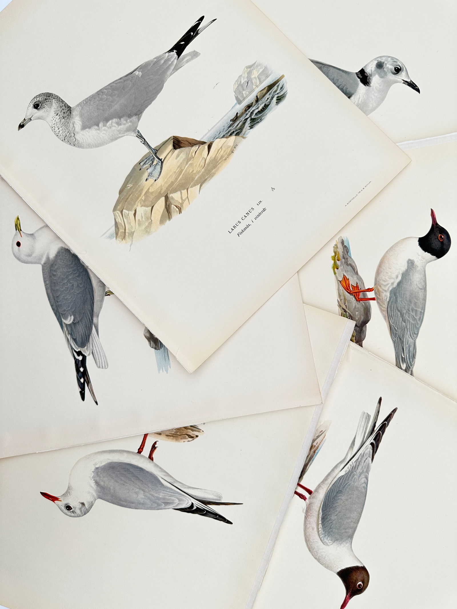 Magnus von Wright – Set of 6: Ornithological Studies of Gulls and Terns – Lithograph (1920s): "Svenska Fåglar" illustrates six distinct species of gulls and terns depicted in various seasonal plumages. The collection includes the common gull in winter plumage perched on a coastal rock, along