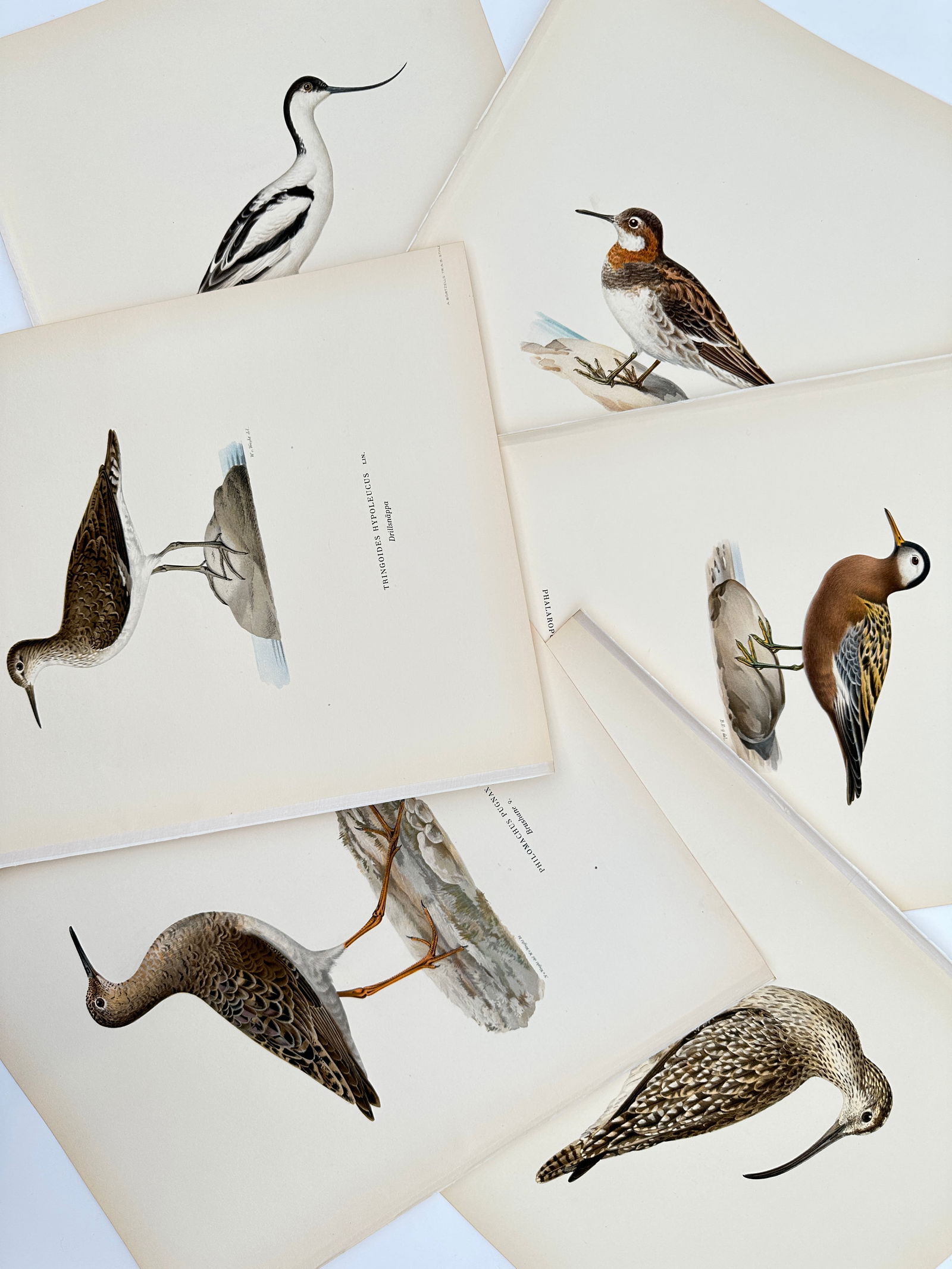Magnus von Wright – Set of 6: Ornithological Studies of Shorebirds and Waders – Lithograph: "Svenska Fåglar" illustrates six distinct species of shorebirds and waders depicted in their natural coastal and wetland habitats. The collection features portraits of the pied avocet with its charac