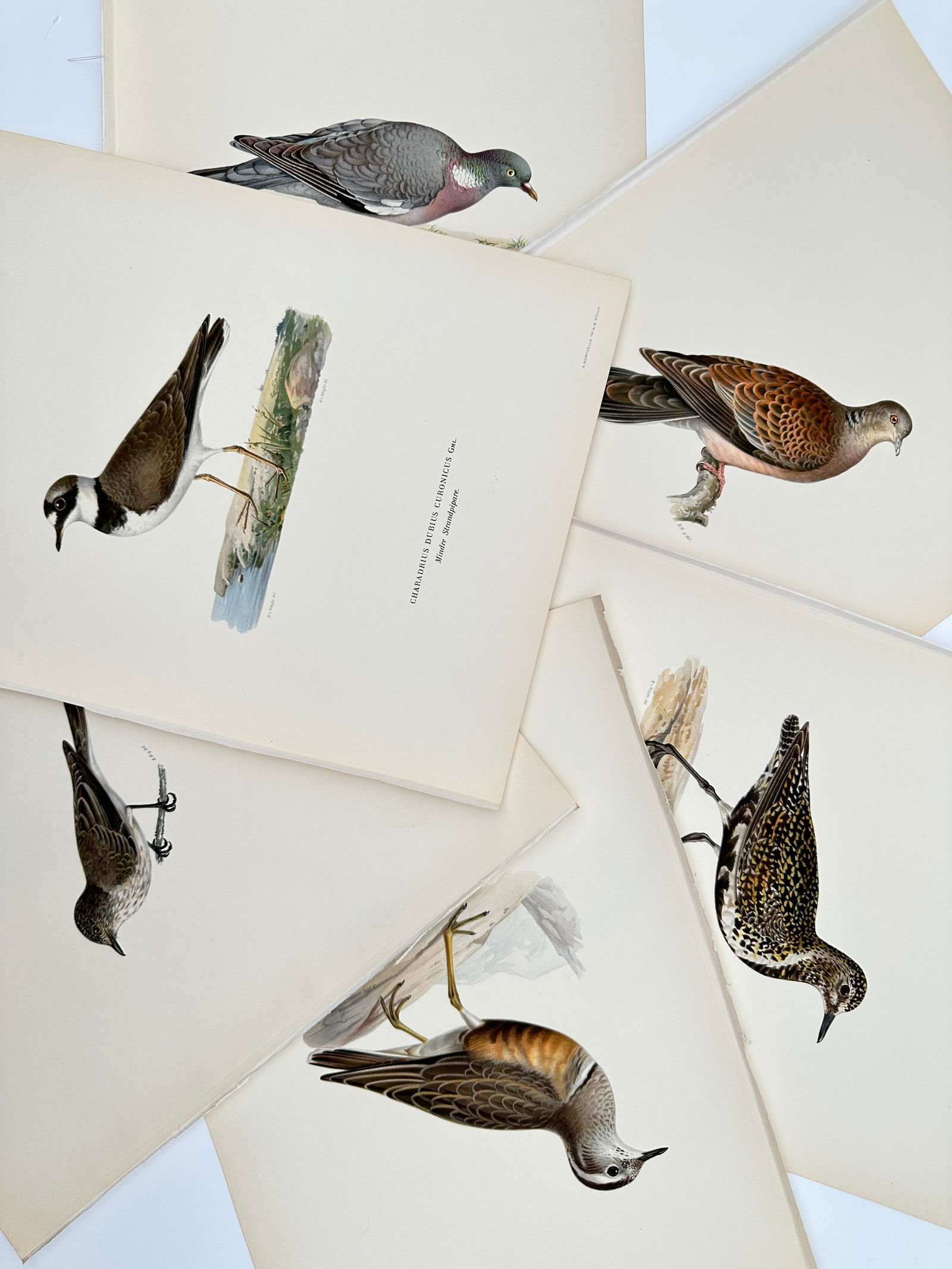 Magnus von Wright – Set of 6: Ornithological Studies of Pigeons and Plovers – Lithograph (1920s): "Svenska Fåglar" illustrates six distinct species of pigeons and shorebirds depicted in their natural environments. The collection features a wood pigeon standing on grassy ground, a European turtle