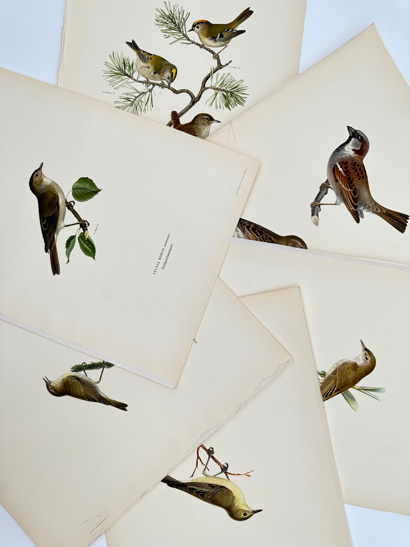 Magnus von Wright – Set of 6: Ornithological Studies of Songbirds and Finches – Lithograph: "Svenska Fåglar" illustrates six distinct species of small perching birds, including kinglets, sparrows, and warblers. The collection features a detailed study of goldcrests perched on a pine branch,