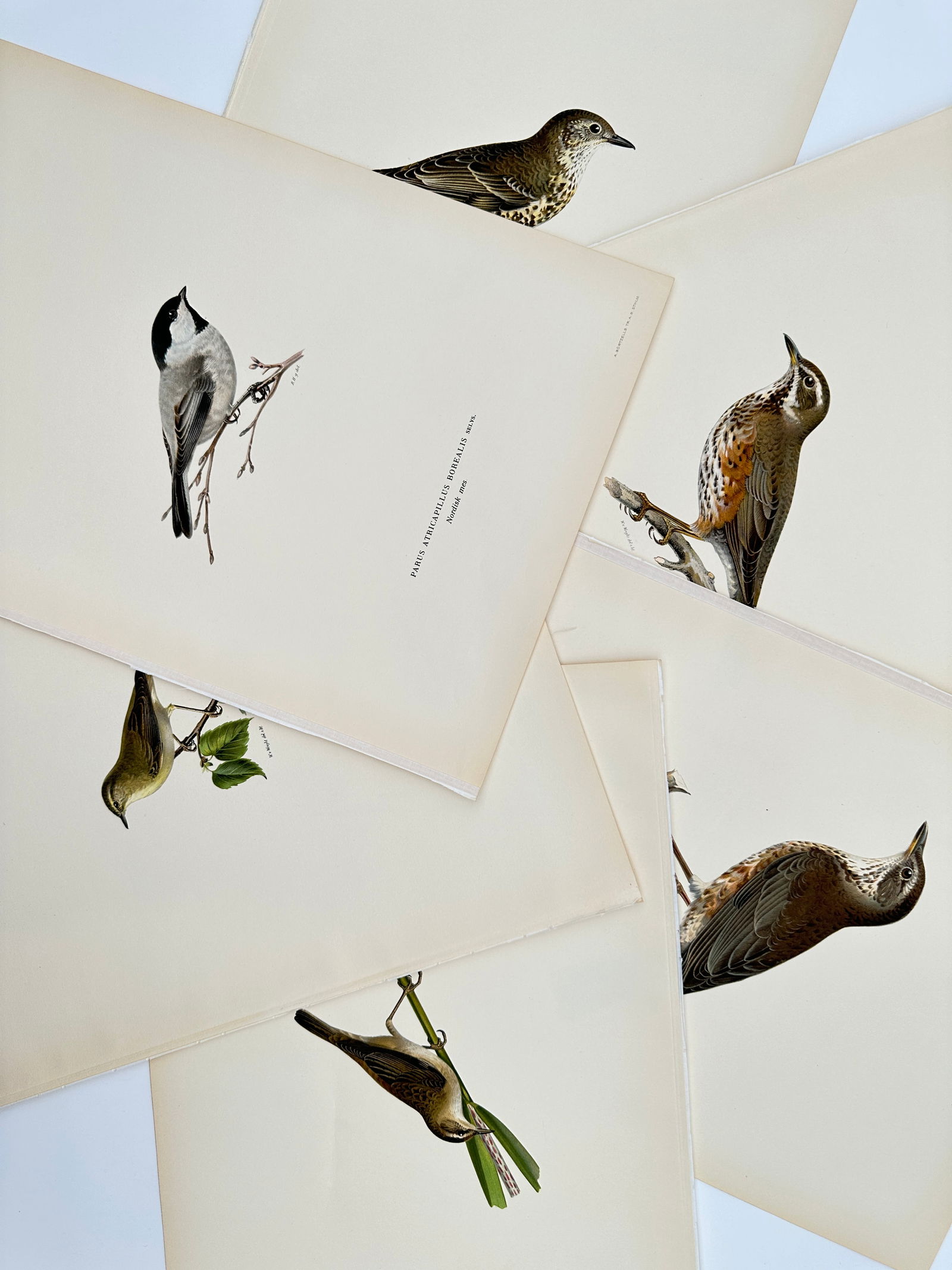 Magnus von Wright – Set of 6: Ornithological Studies of Thrushes and Tits – Lithograph: "Svenska Fåglar" illustrates six distinct species of perching birds including thrushes, tits, and warblers. The collection features a song thrush and a redwing perched on branches, along with a willo