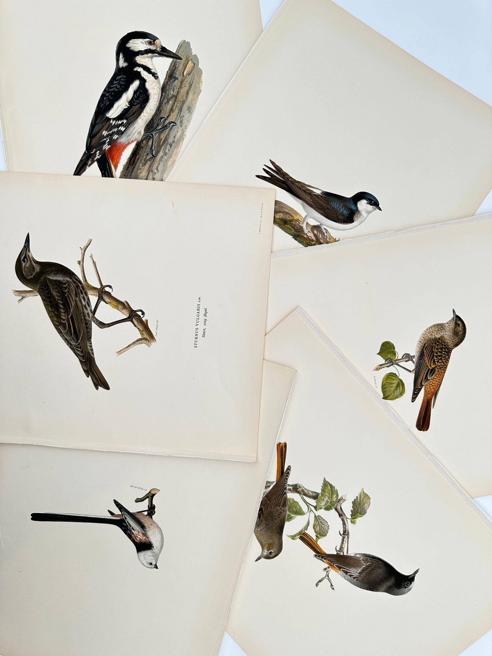 Magnus von Wright – Set of 6: Ornithological Studies of Woodpeckers, Starlings, and Finches (1 of 2)