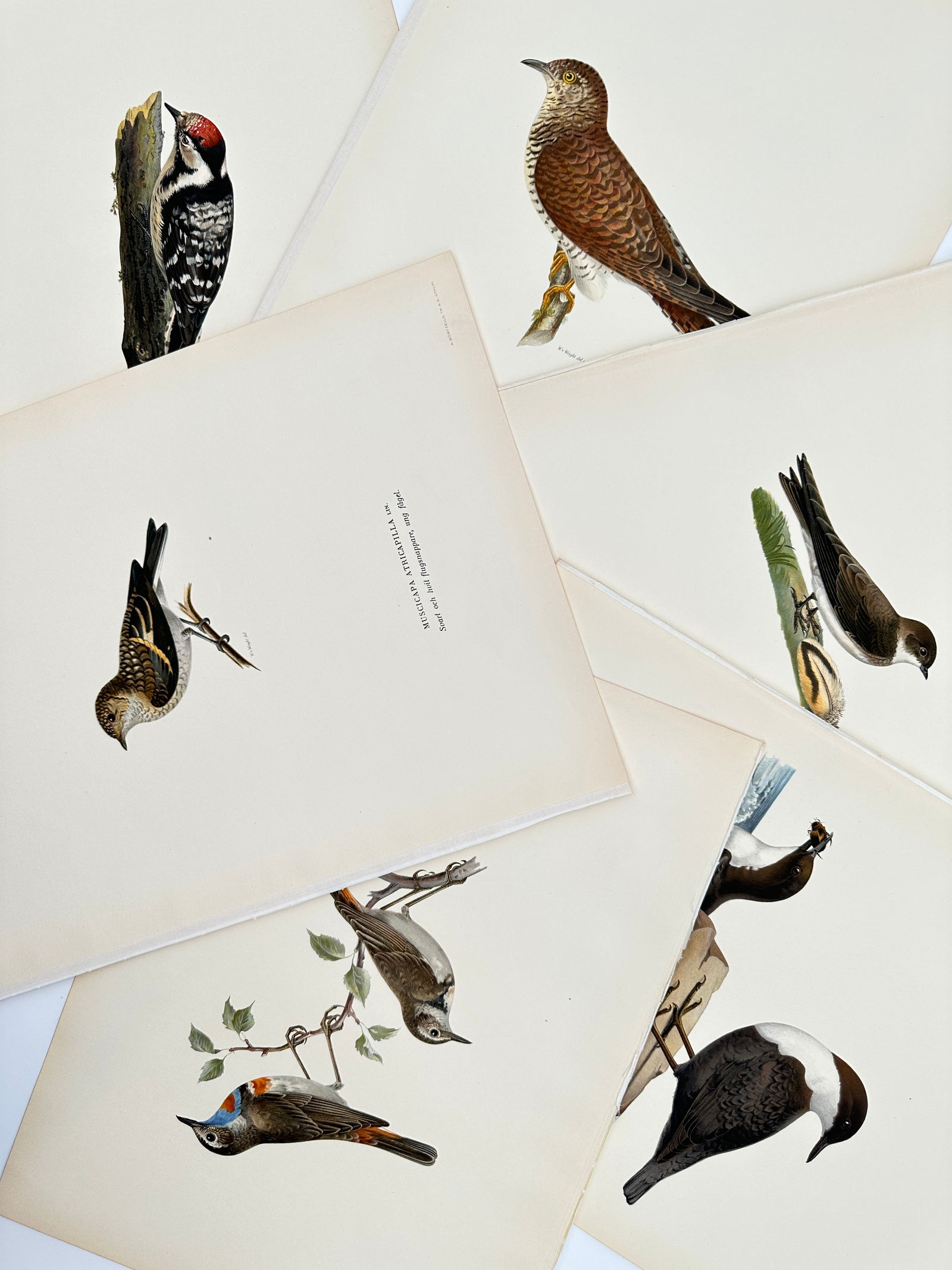 Magnus von Wright – Set of 6: Ornithological Studies of Woodpeckers, Thrushes, and Cuckoos (1 of 2)
