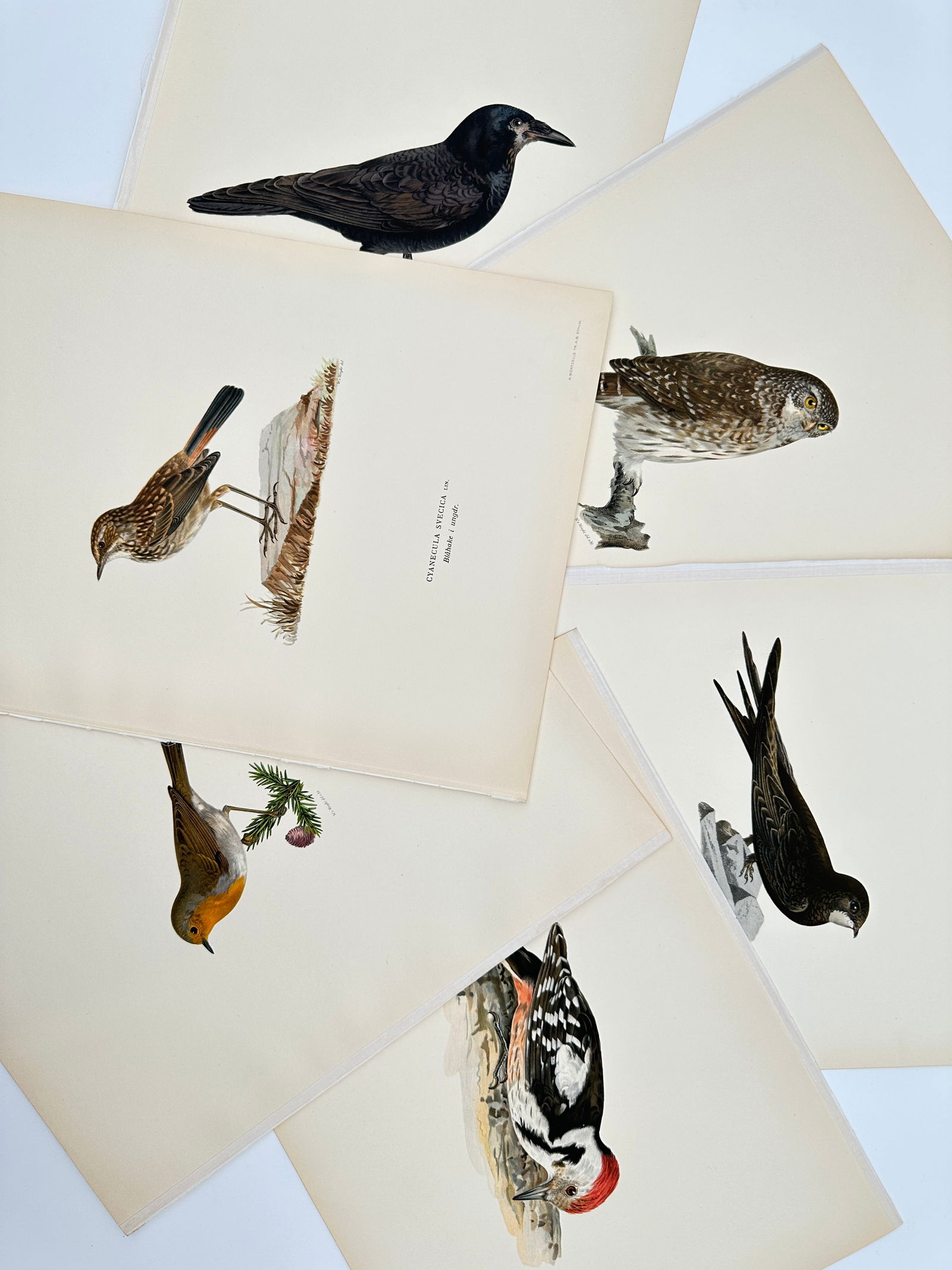 Magnus von Wright – Set of 6: Ornithological Studies of Owls, Crows, and Songbirds – Lithograph: "Svenska Fåglar" illustrates six distinct species of birds in their natural habitats. The collection features a Pygmy Owl perched on a tree stump, a Carrion Crow in profile, and a White-throated Need