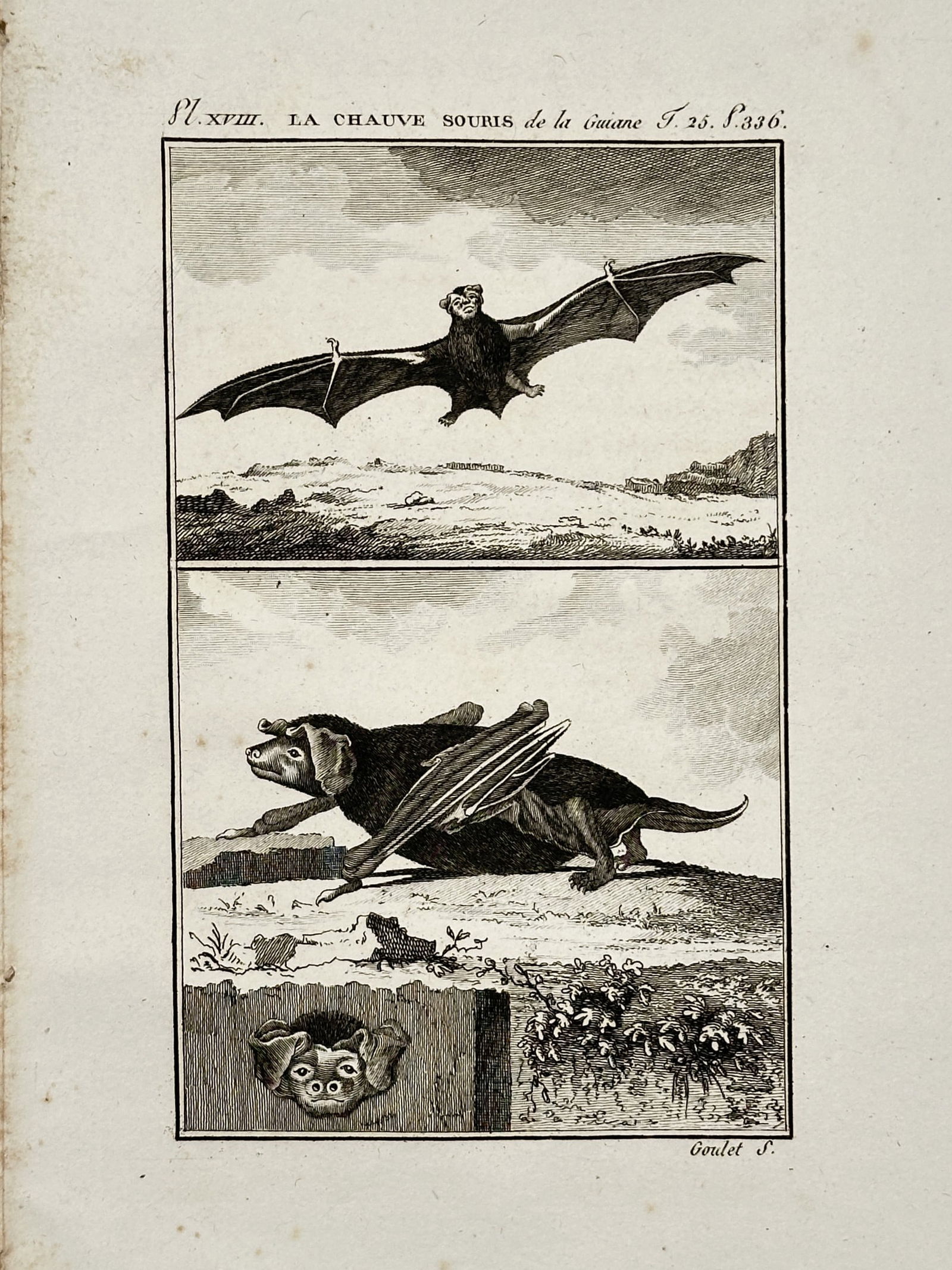 Georges-Louis Leclerc, Comte de Buffon (1707–1788) – The Guiana Bat – Copper engraving (c.: "La Chauve-Souris de la Guiane" illustrates the anatomy and behavioral characteristics of a bat species from the South American region of Guiana. The composition is divided into three horizontal regis