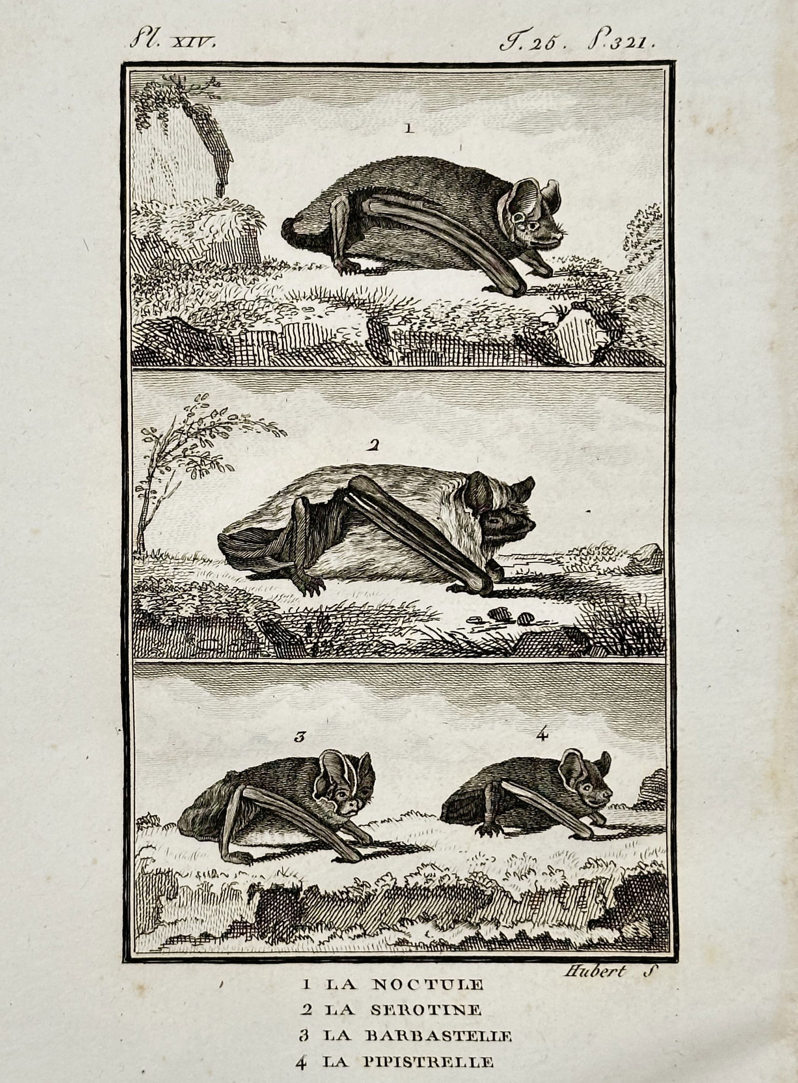 Georges-Louis Leclerc, Comte de Buffon (1707–1788) – The Noctule, Serotine, Barbastelle, and (1 of 2)