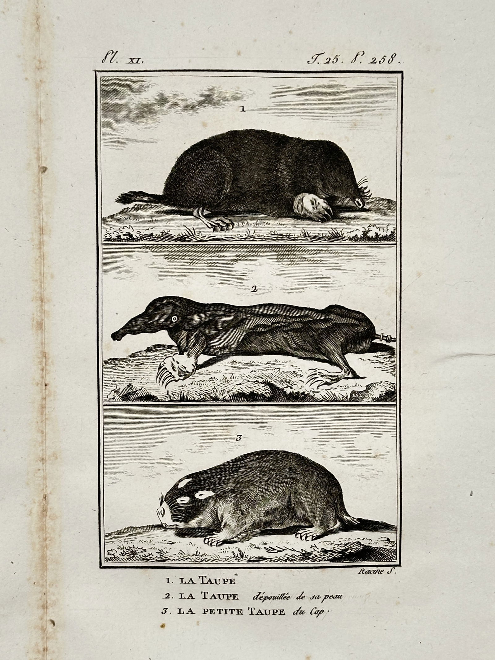 Georges-Louis Leclerc, Comte de Buffon (1707–1788) – The Moles and the Little Cape Mole: "La Taupe" illustrates the physiological and anatomical characteristics of common and exotic mole species. The composition is organized into three distinct horizontal registers: the upper panel depict