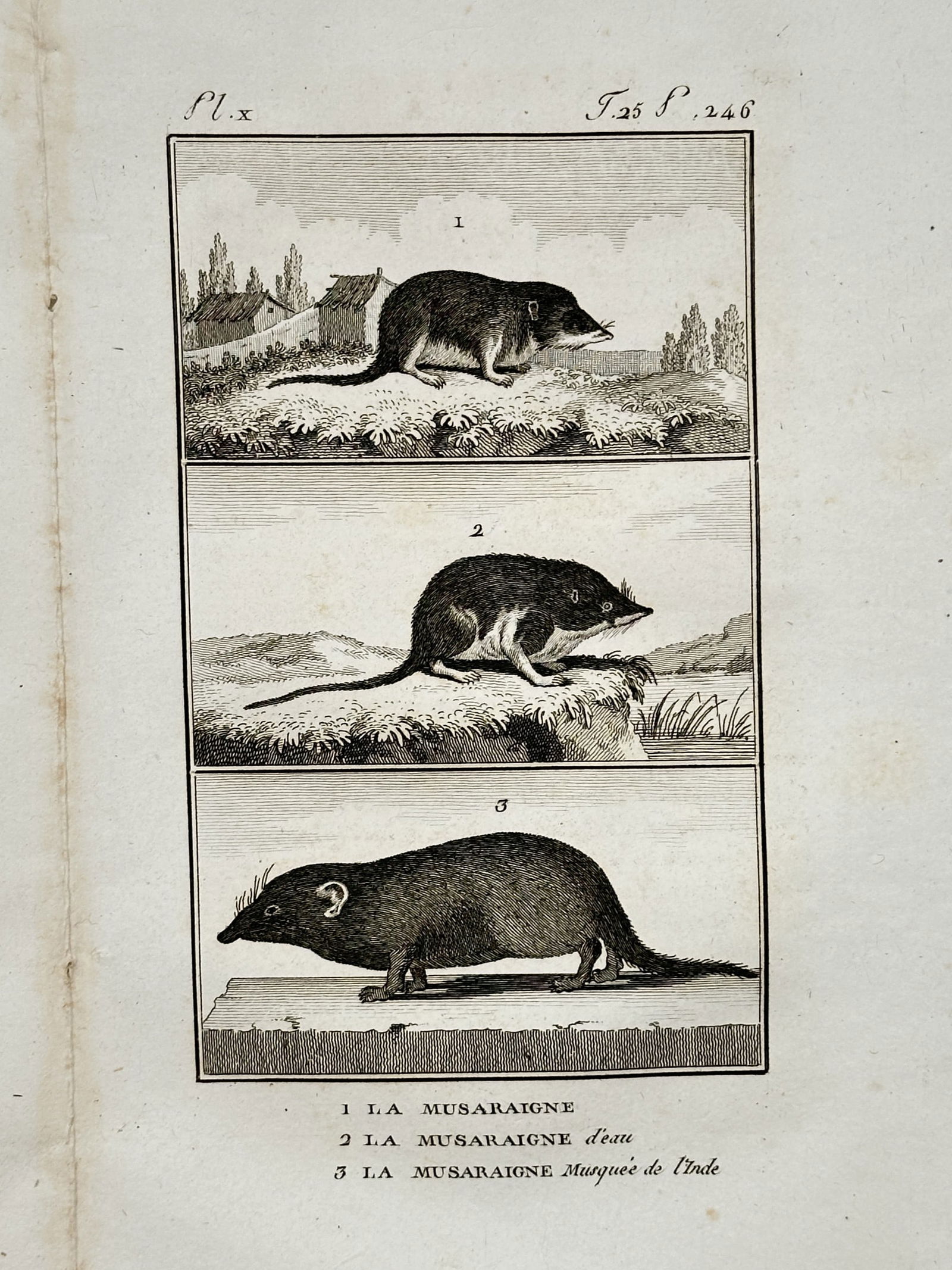 Georges-Louis Leclerc, Comte de Buffon (1707–1788) – The Common, Water, and Indian Musk Shrews: "La Musaraigne" illustrates three distinct species of shrews in a vertical arrangement. The top section depicts the common shrew in a garden setting near a small fence and buildings, the middle sectio