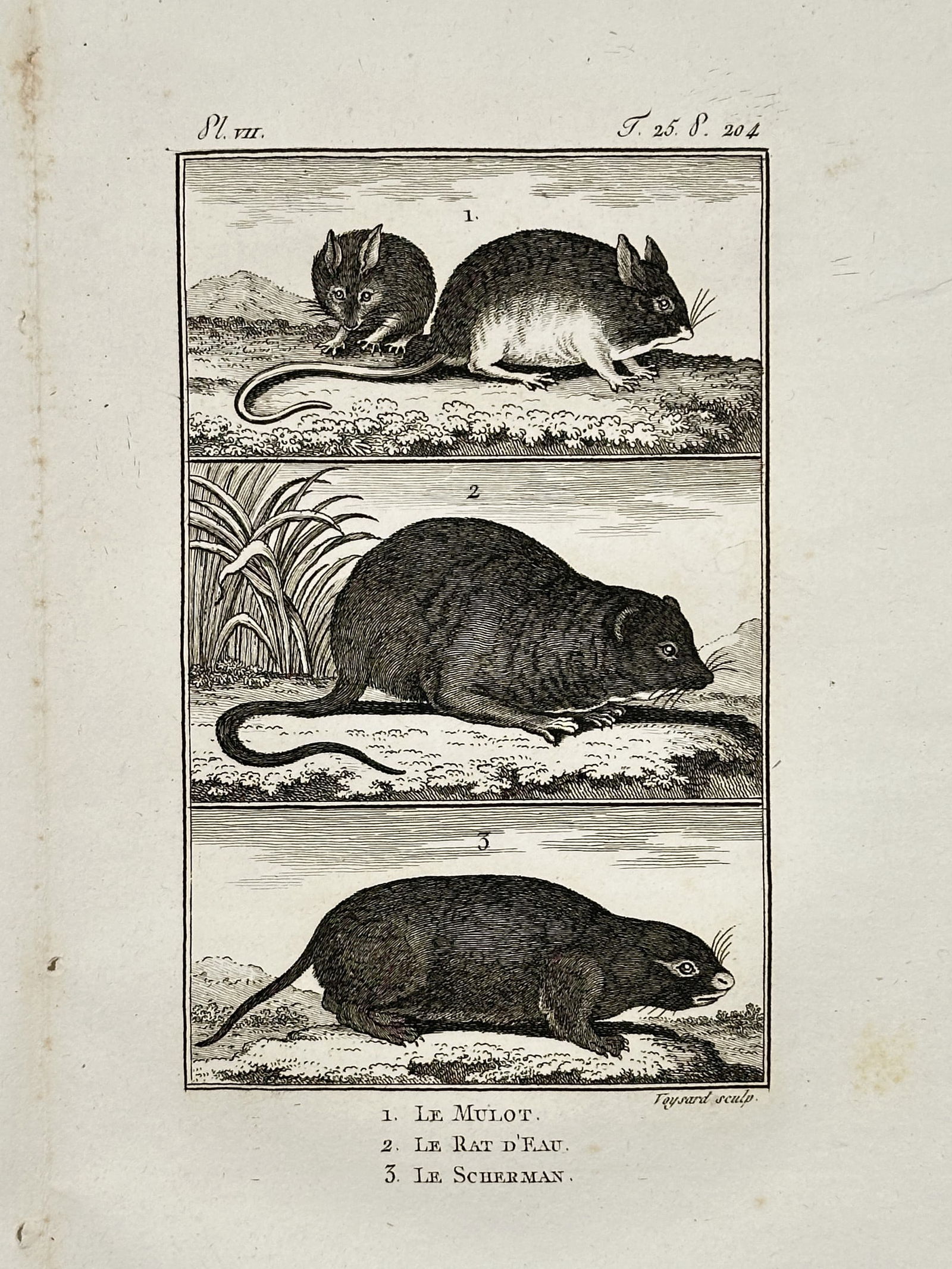 Georges-Louis Leclerc, Comte de Buffon (1707–1788) – The Field Mouse, Water Rat (1 of 2)