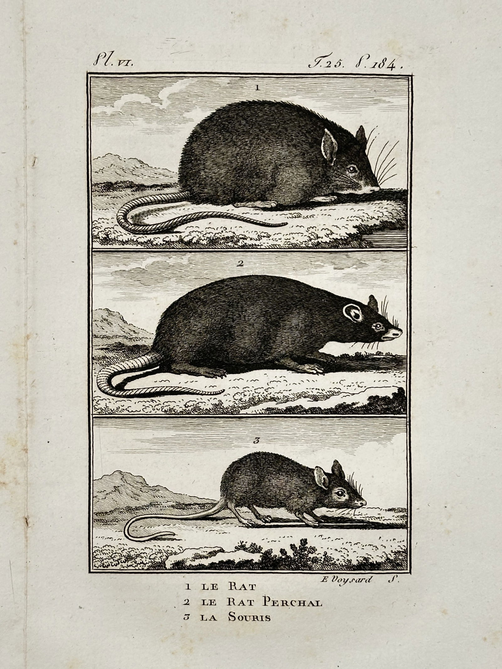 Georges-Louis Leclerc, Comte de Buffon (1707–1788) – The Brown Rat, Black Rat, and House Mouse: "Le Rat" illustrates three species of rodents in a stacked scientific format. The upper register depicts "Le Rat" (the brown rat) in profile, followed by "Le Rat Perché" (the black rat) in the middle