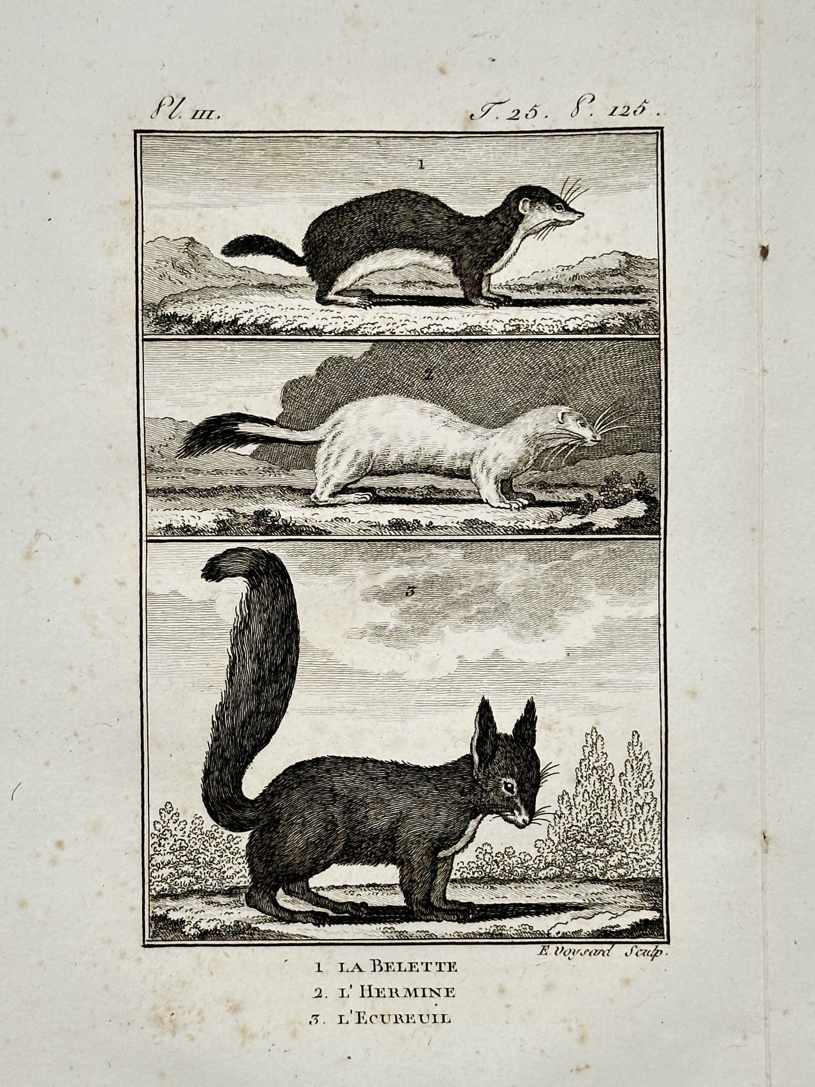 Georges-Louis Leclerc, Comte de Buffon (1707–1788) – The Weasel, Stoat, and Squirrel: "La Belette" illustrates three distinct small mammals in a vertical scientific arrangement. The top panel depicts the weasel in profile against a sparse landscape, the middle section shows the stoat i