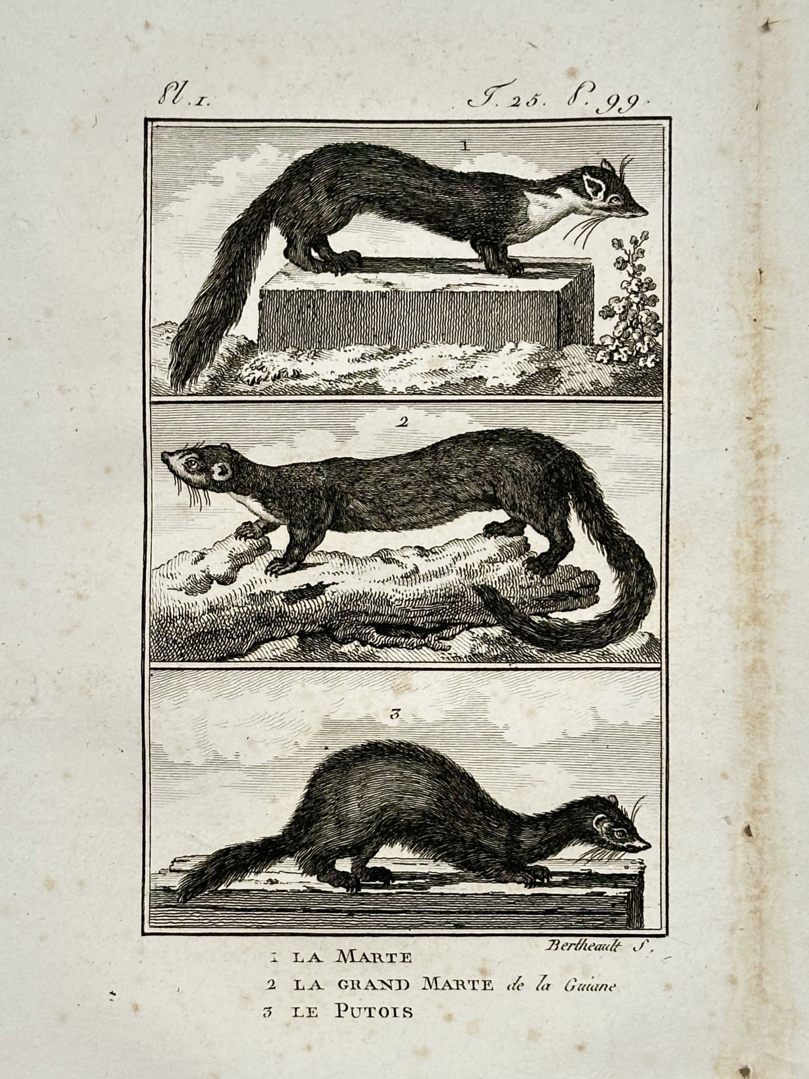Georges-Louis Leclerc, Comte de Buffon (1707–1788) – The Marten, Guyane Marten, and Polecat: "La Marte" illustrates three species of carnivorous mammals in a vertical scientific arrangement. The top panel depicts the marten standing on a stone plinth, the middle section shows the Guyane marte