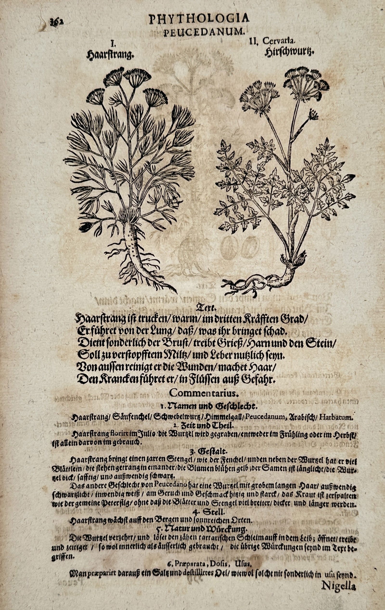 Pietro Andrea Mattioli (1501–1577) – Peucedanum and Cervaria – Woodcut (1586) (1 of 2)