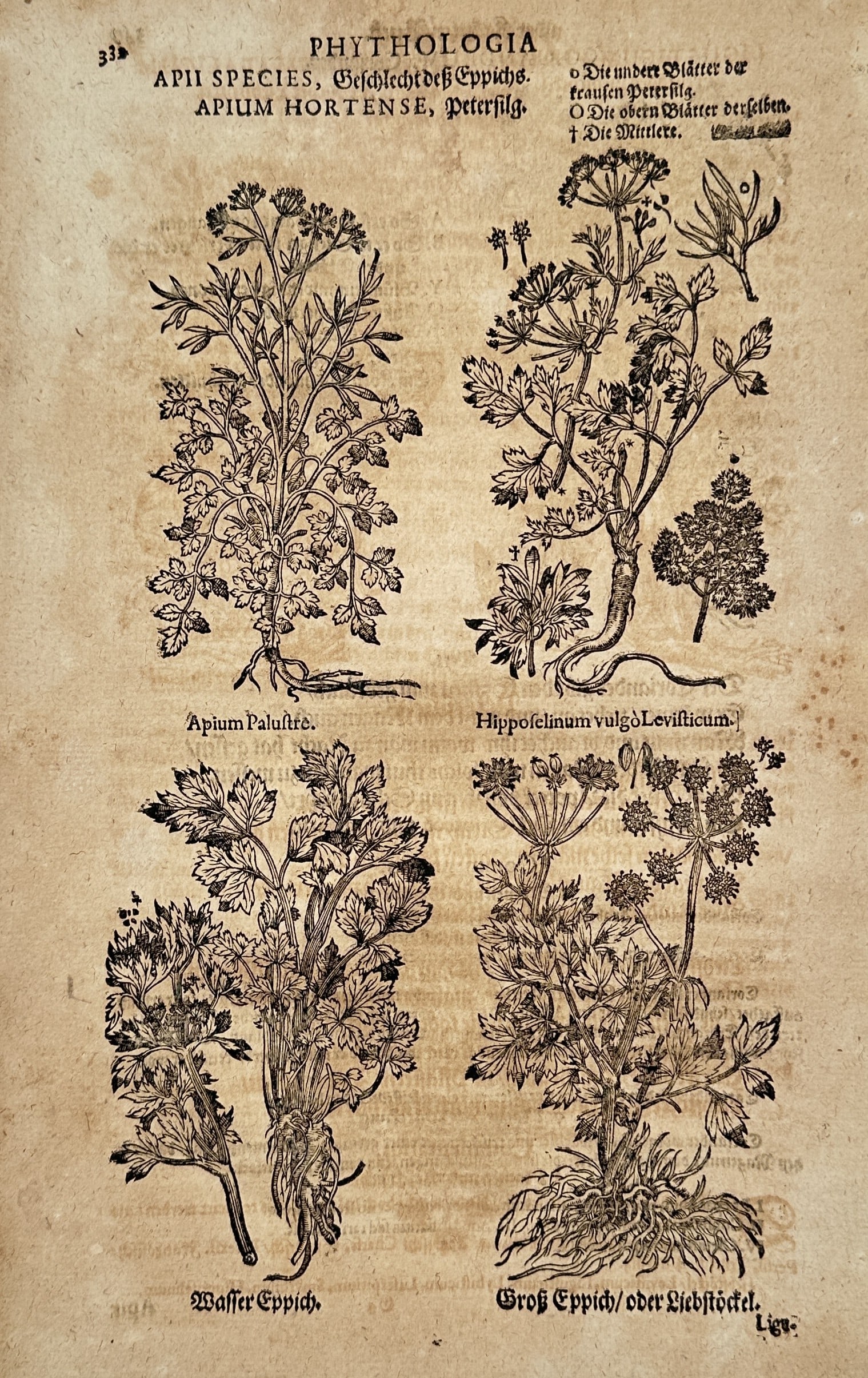 Pietro Andrea Mattioli (1501–1577) – Parsley, Lovage, and Celery Species – Woodcut (1586) (1 of 2)