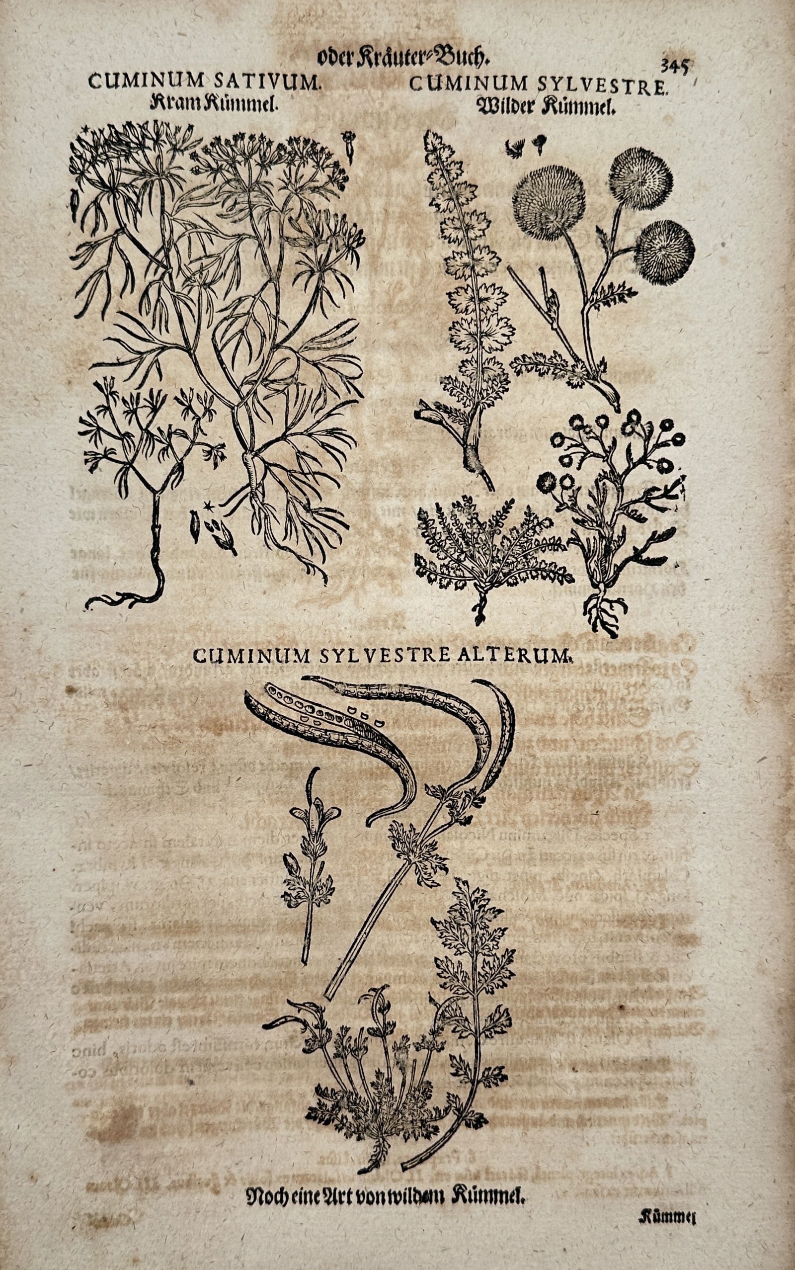 Pietro Andrea Mattioli (1501–1775) – Cumin and Wild Cumin Species – Woodcut (1586) (1 of 2)