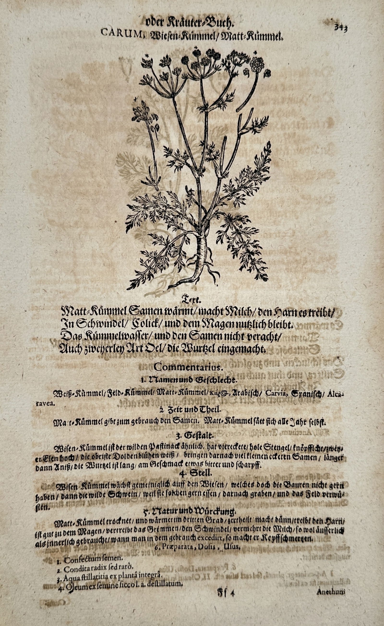Pietro Andrea Mattioli (1501–1577) – Caraway and Wild Cumin – Woodcut (1586): "Carum, Wiesen-Kümmel" illustrates the botanical characteristics of the caraway plant, identified in the German text as Matt-Kümmel. The work features a central woodcut showing the plant's thick roo