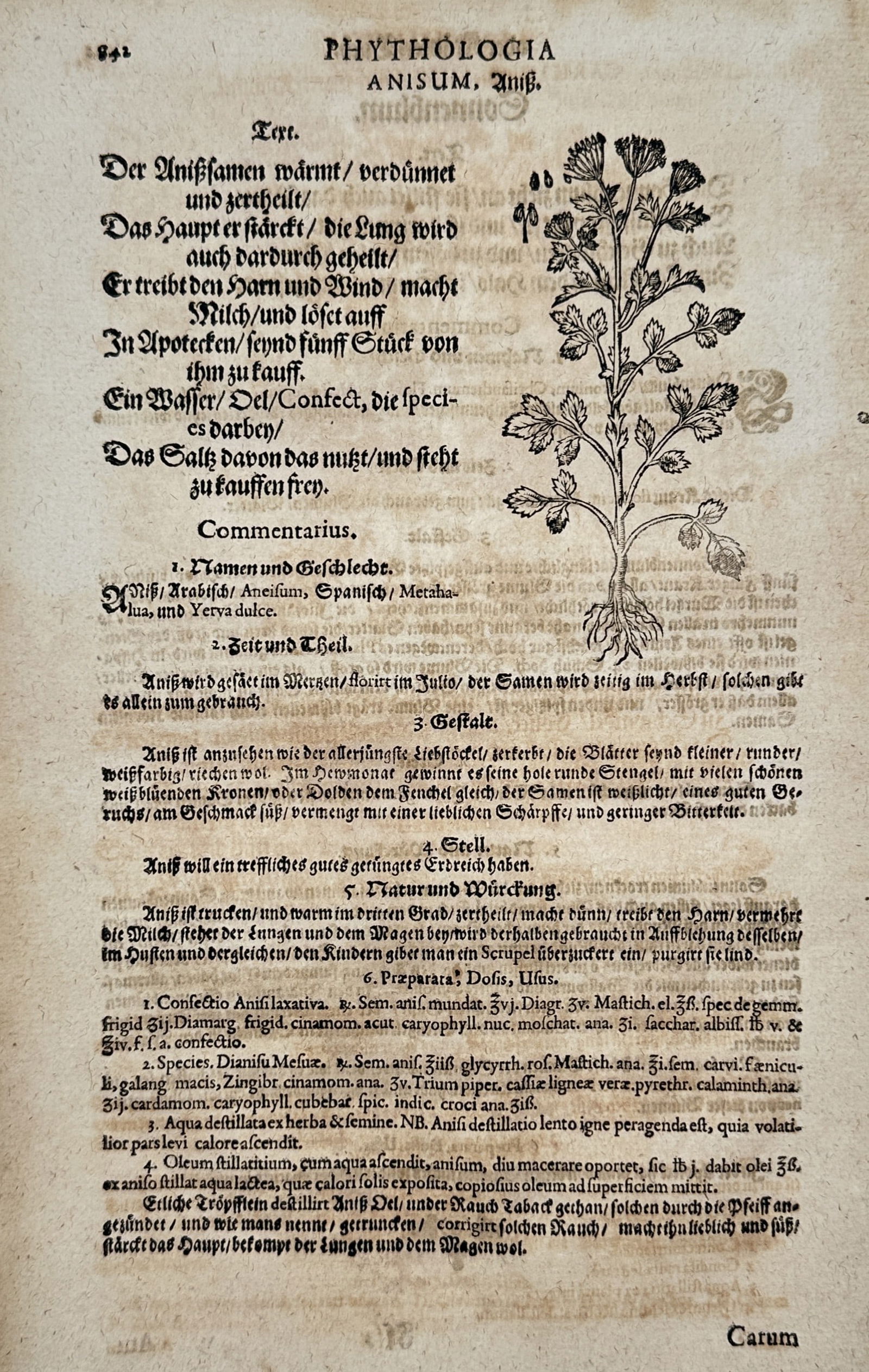 Pietro Andrea Mattioli (1501–1577) – Anise – Woodcut (1586): "Phythologia Anisum" illustrates the botanical structure of the anise plant, known for its aromatic and medicinal seeds. The work features a central woodcut showing the plant's slender stem, serrated