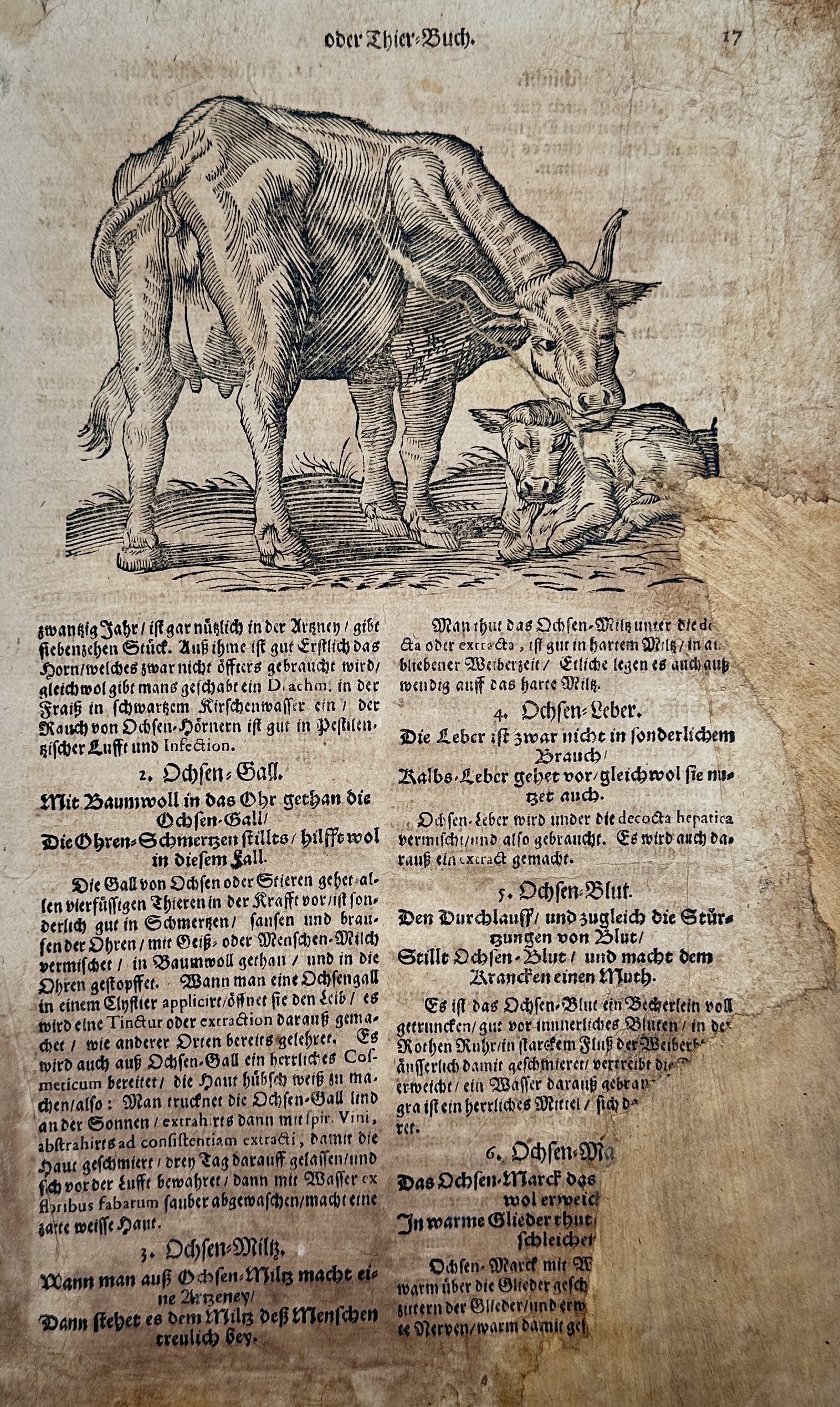 Pietro Andrea Mattioli (1501–1577) – Ox and Calf – Woodcut (1586): "Ochsen" illustrates a domestic ox standing over a resting calf within a pastoral setting. The woodcut features fine line work to define the musculature and hide of the cattle, which are set against a