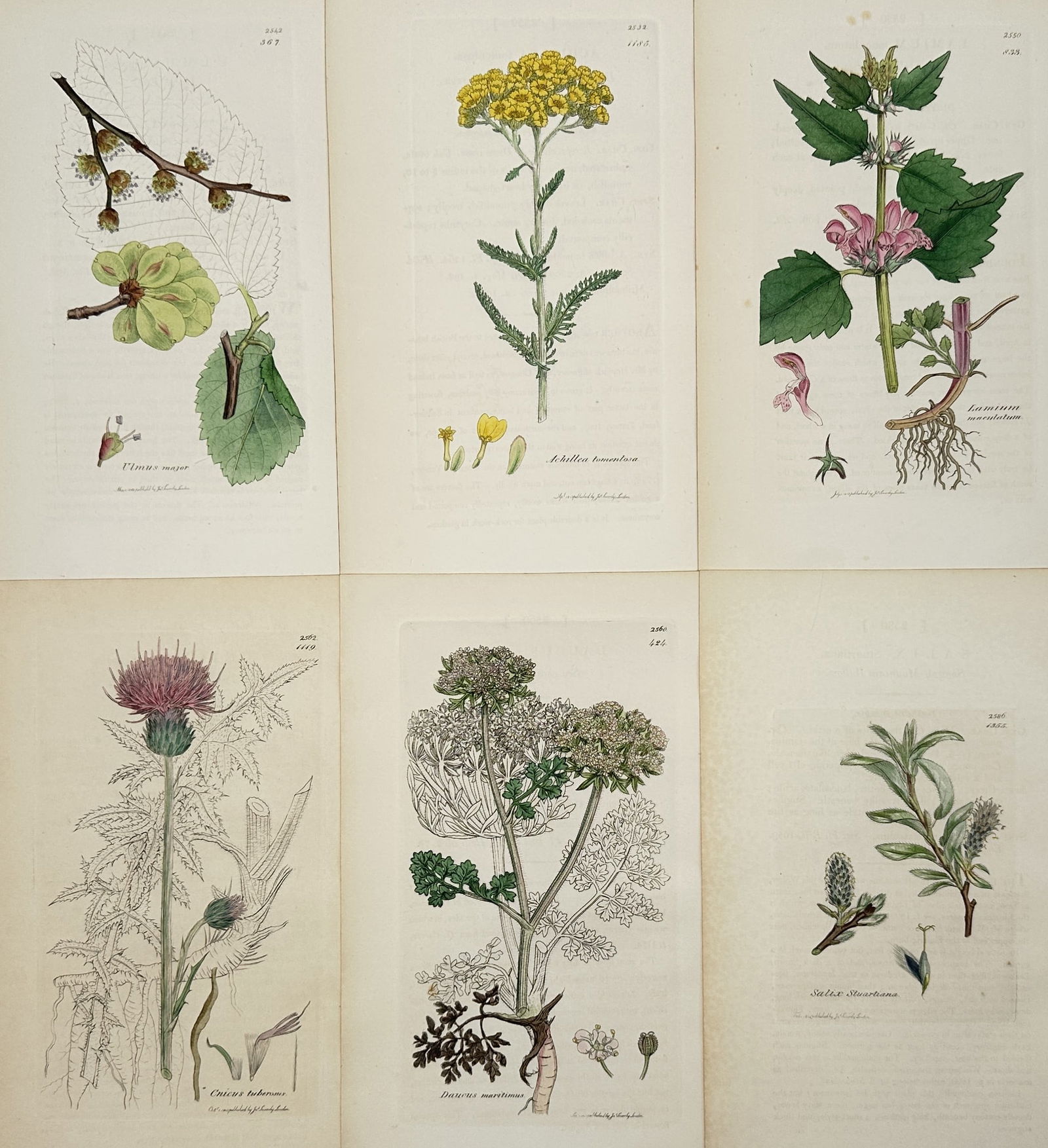 James Sowerby (1757–1822) – Set of 6: Botanical Studies – Hand-coloured engraving: "Botanical Studies" illustrates six individual plates featuring various plant species, including a flowering thistle, yellow yarrow, and pink dead-nettle. Each plate displays the specimen with scienti