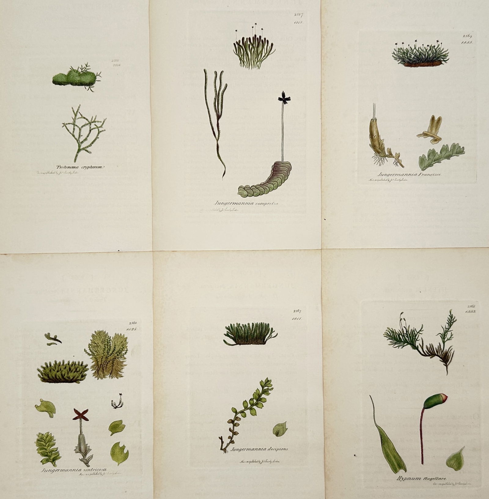 James Sowerby (1757–1822) – Set of 6: Mosses and Liverworts – Hand-coloured engraving: "Botanical Studies" illustrates six individual plates featuring various species of mosses and liverworts, including Jungermannia and Bryum. Each plate displays the specimen with scientific precision,