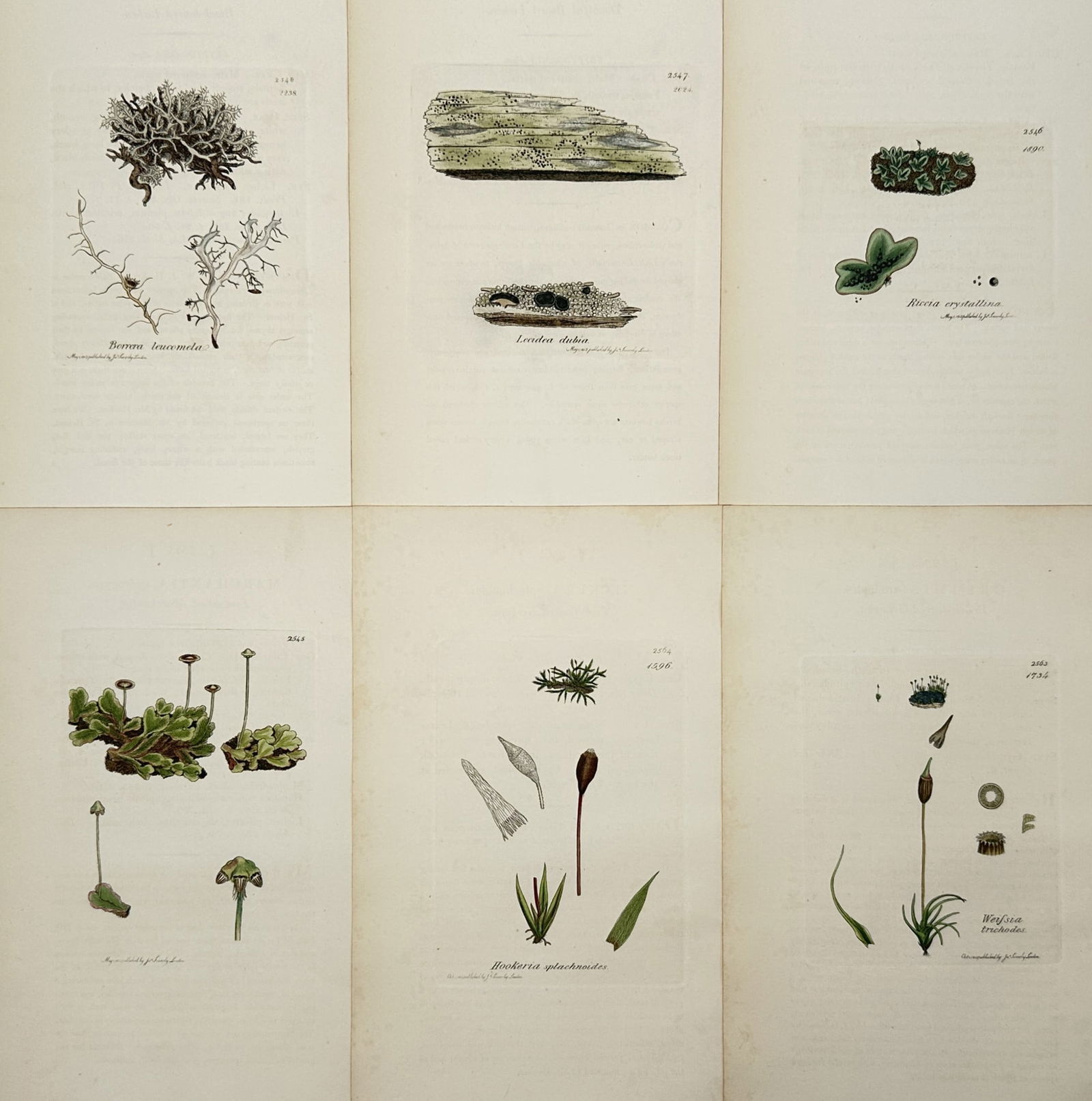 James Sowerby (1757–1822) – Set of 6: Lichens and Fungi – Hand-coloured engraving: "Botanical Studies" illustrates six individual plates featuring various species of lichens and fungi, including Baeomyces and Riccia. Each plate displays the specimen with scientific precision, docume