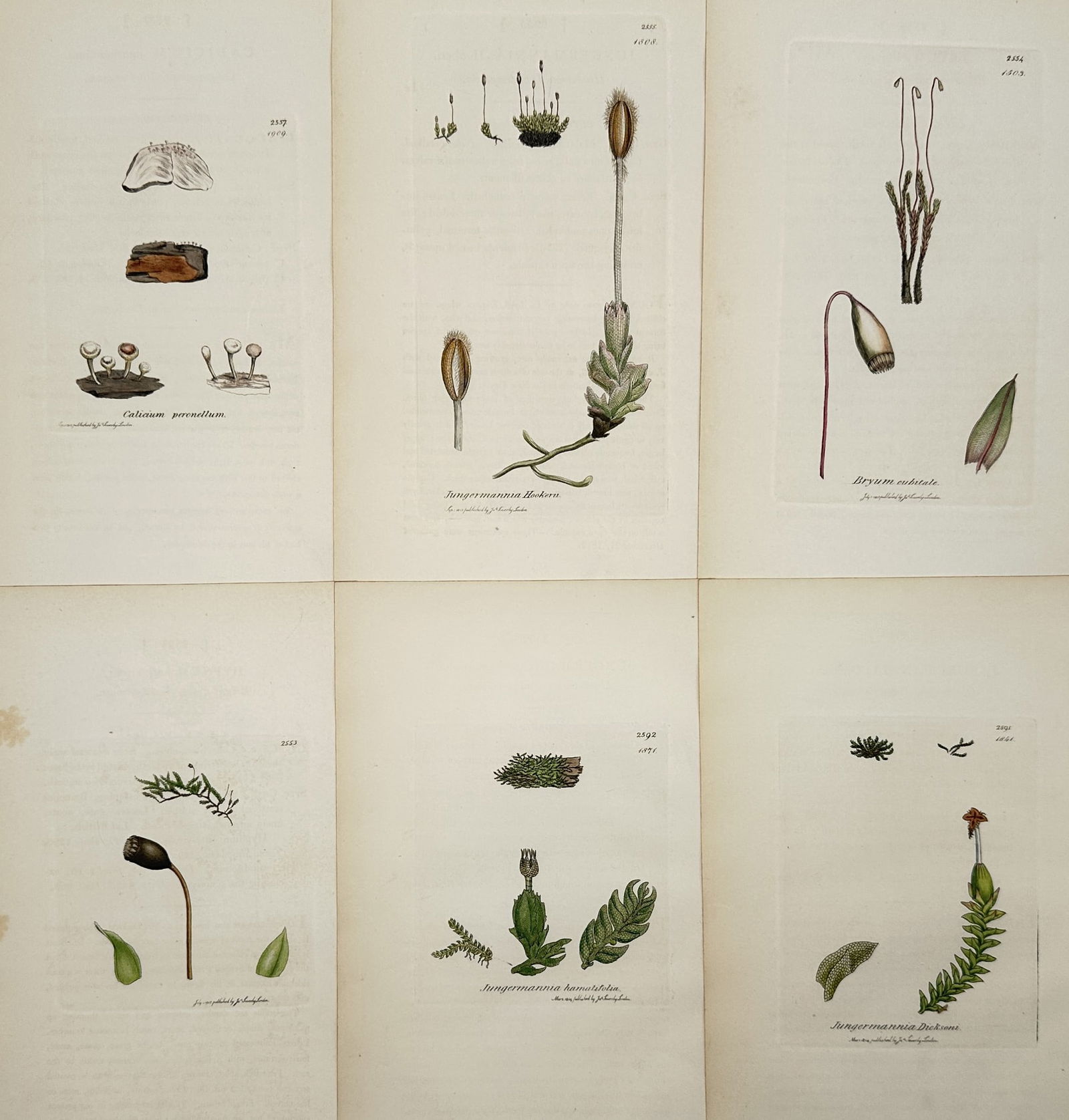 James Sowerby (1757–1822) – Set of 6: Cryptogamic Plants – Hand-coloured engraving (1 of 2)