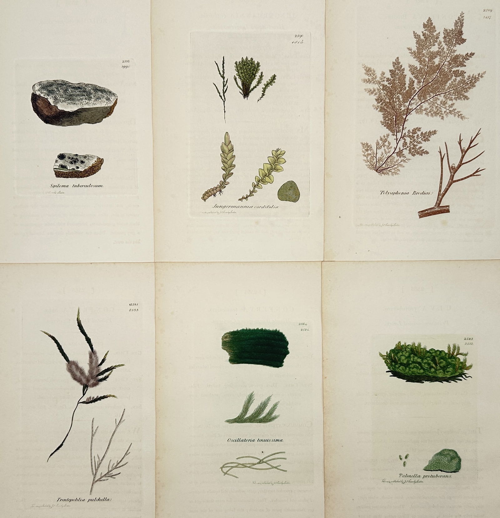 James Sowerby (1757–1822) – Set of 6: Marine and Freshwater Algae: "Botanical Studies" illustrates six individual plates featuring various species of algae and aquatic plants, including Fucus and Polysiphonia. Each plate displays the specimen with scientific precisio