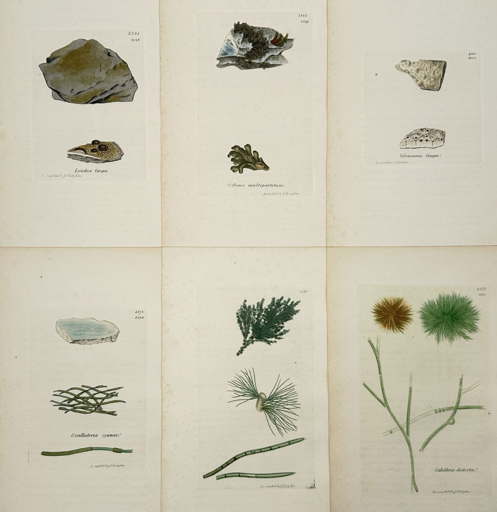 James Sowerby (1757–1822) – Set of 6: Lichens and Algae – Hand-coloured engraving: "Botanical Studies" illustrates six individual plates featuring various species of lichens and algae, including Lecidea and Oscillatoria. Each plate displays the specimen with scientific precision, ca