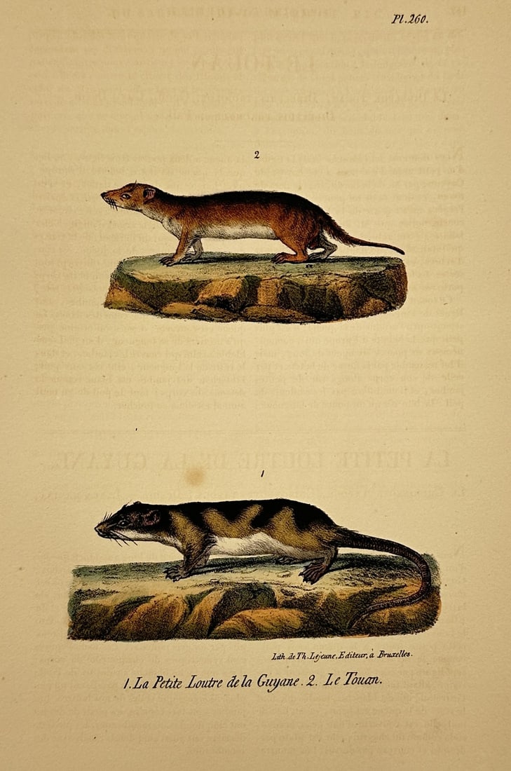 Georges-Louis Leclerc, Comte de Buffon – Studies of the Guyane Otter and the Touan (1 of 2)