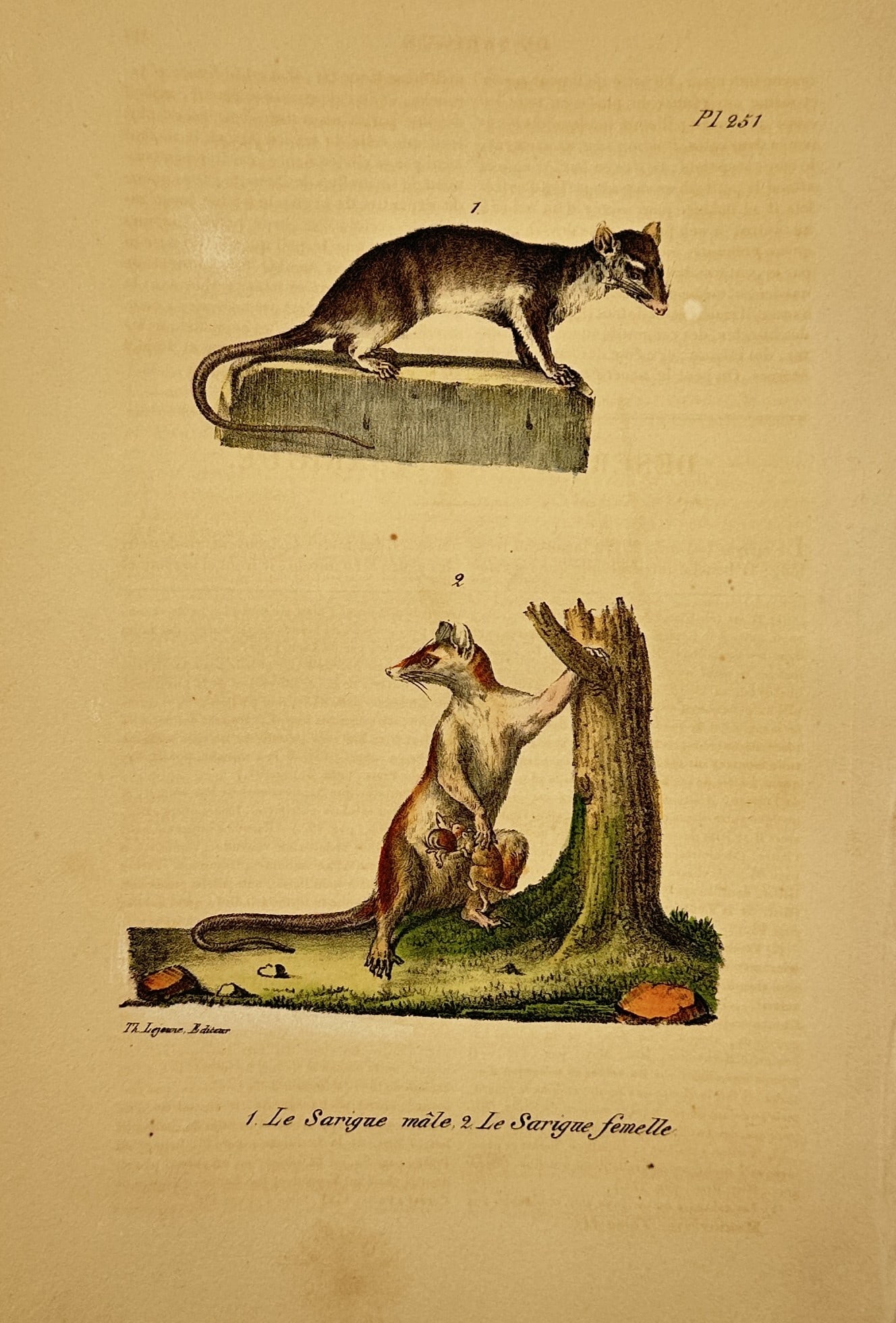 Georges-Louis Leclerc, Comte de Buffon – Studies of the Common Opossum – Hand-coloured: "Le Sarigue mâle. 2. Le Sarigue femelle." This print illustrates two common opossums, with the male shown standing on a rectangular block and the female standing against a tree stump. The work is fro