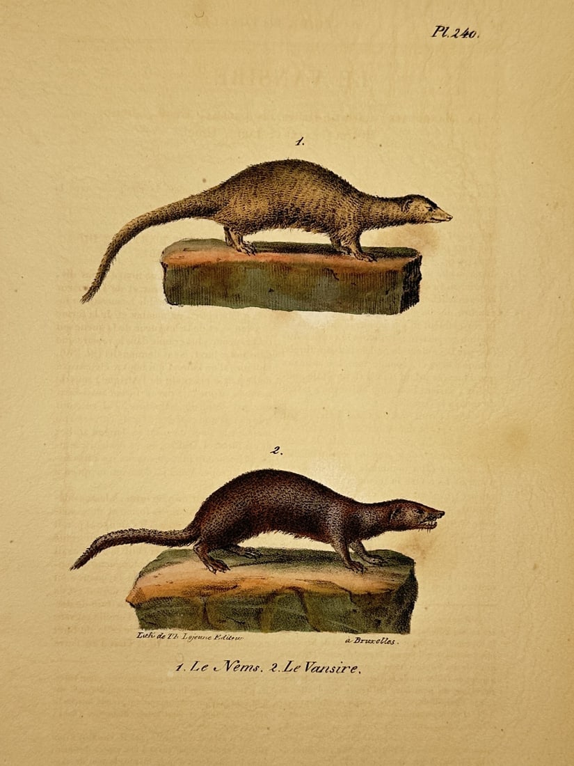 Georges-Louis Leclerc, Comte de Buffon – Studies of the Nems and the Vansire: "Le Nems. 2. Le Vansire." This print illustrates two small carnivore species, the nems and the vansire, each shown in profile standing on a stone base. The work is from an edition of the Histoire Natu