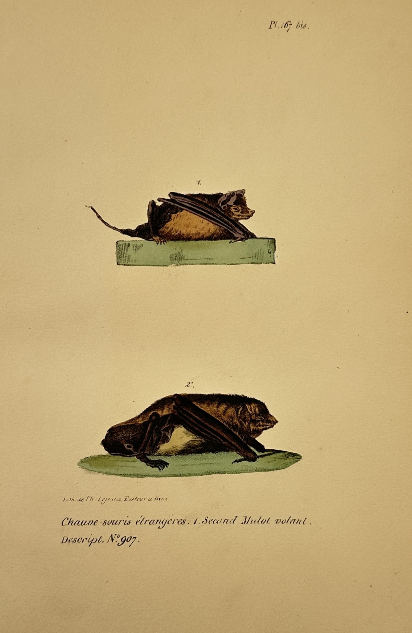 Georges-Louis Leclerc, Comte de Buffon – Studies of Foreign Bats – Hand-coloured lithograph: "Chauve-souris etrangeres. 1. Second Mulot volant." This print illustrates two species of exotic bats, shown in resting positions on small rectangular bases. The work is from an edition of the Histoir
