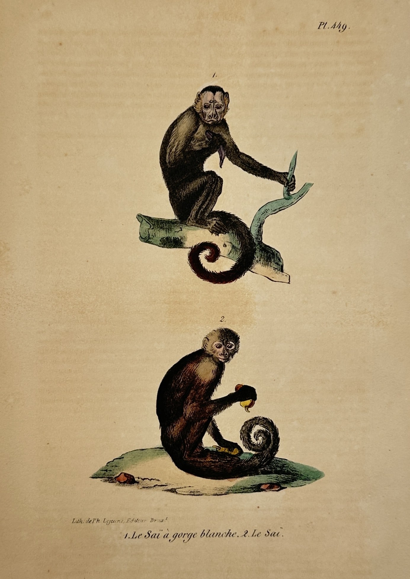 Georges-Louis Leclerc, Comte de Buffon – Studies of the White-throated Capuchin and the Weeper (1 of 2)