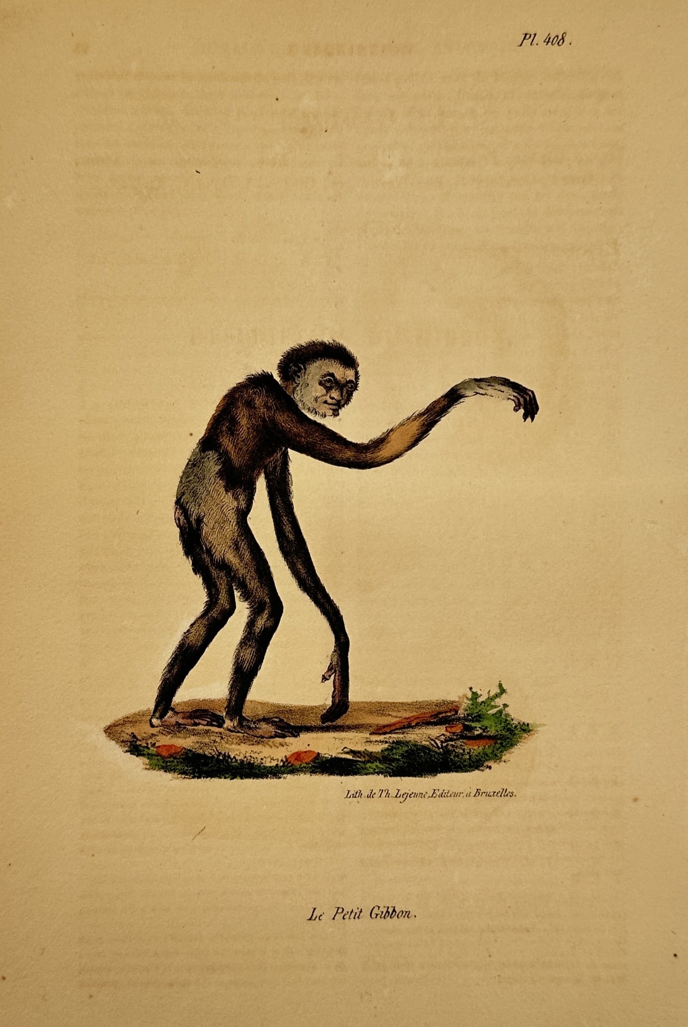 Georges-Louis Leclerc, Comte de Buffon – Study of the Lar Gibbon – Hand-coloured lithograph (1 of 2)