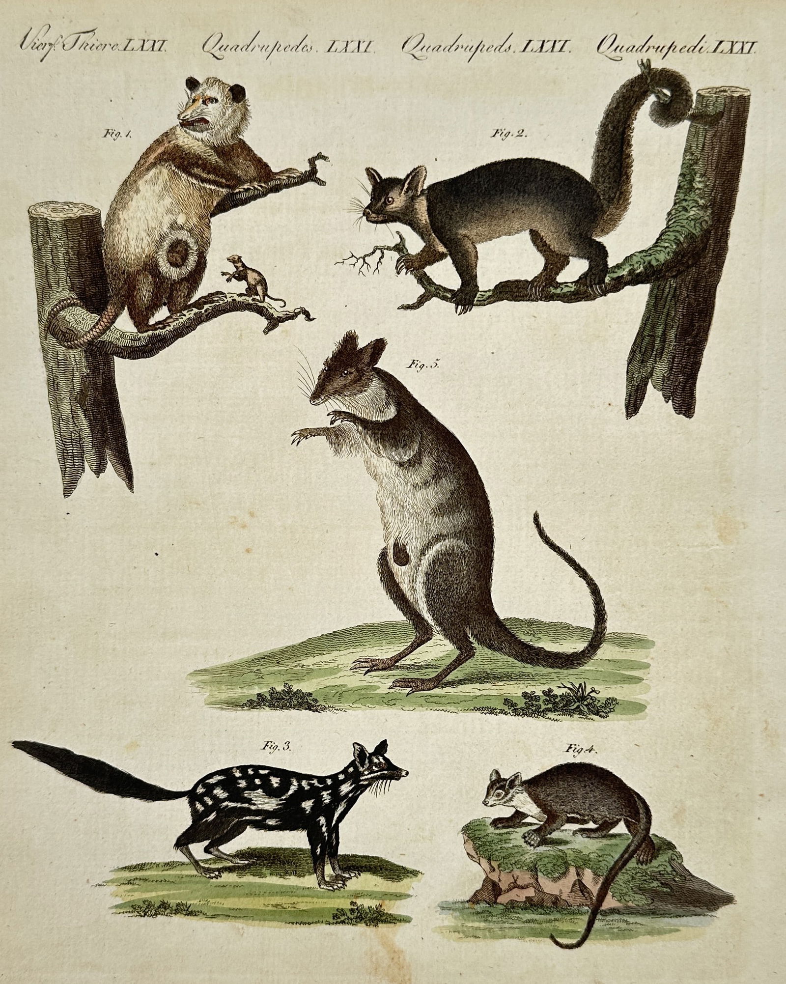 Friedrich Justin Bertuch – Studies of Marsupials and Small Mammals – Hand-coloured etching (1 of 2)