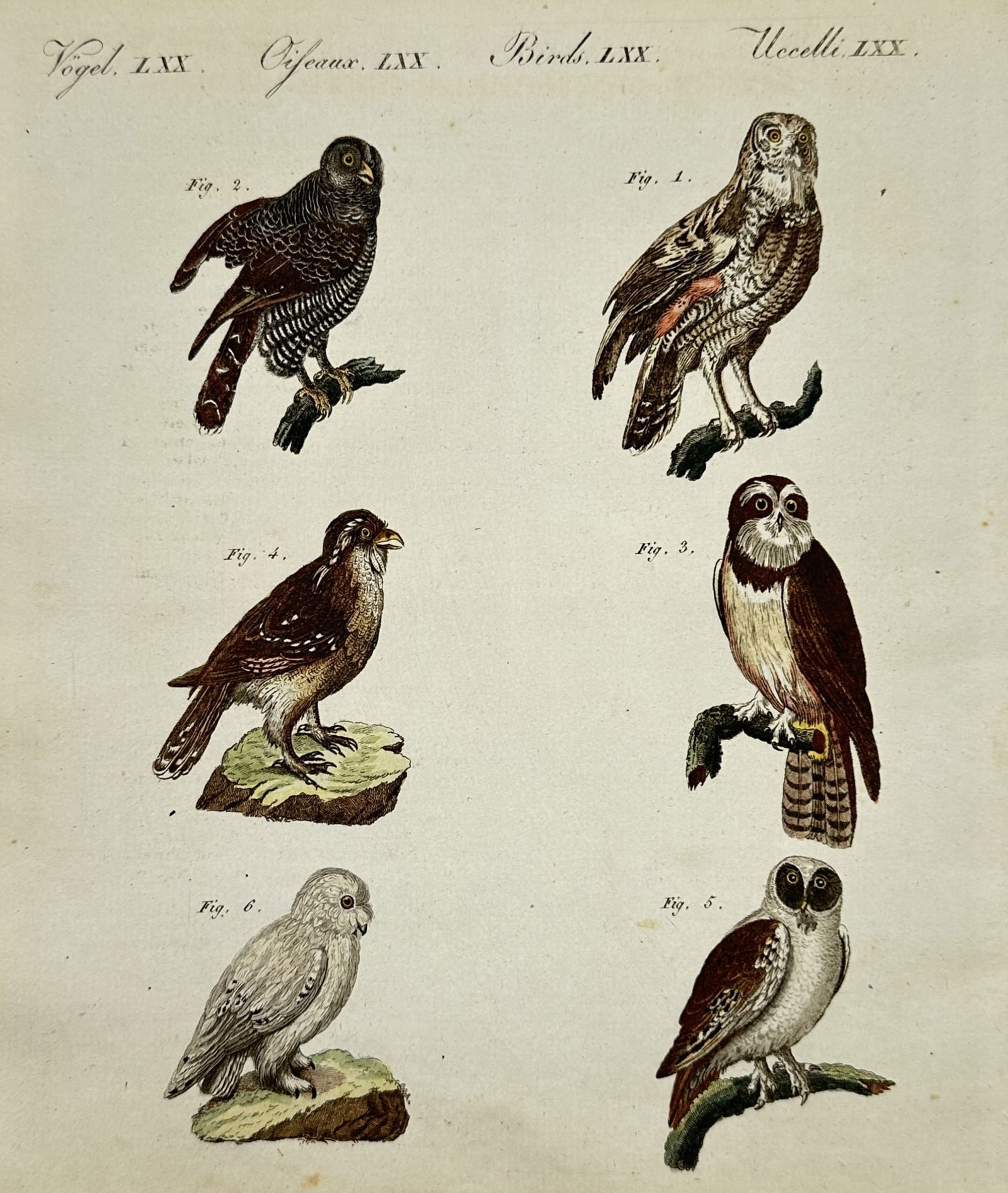 Friedrich Justin Bertuch – Studies of Owls and Birds of Prey – Hand-coloured etching (1805) (1 of 2)