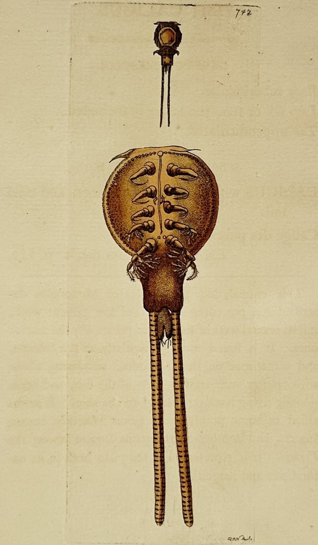 Richard Polydore Nodder (1774–1823) – Study of a King Crab – Hand-coloured etching (1806): "The King Crab." This print illustrates two views of a king crab, or horseshoe crab, including a small specimen at the top and a large, highly detailed ventral view showing the arrangement of the legs