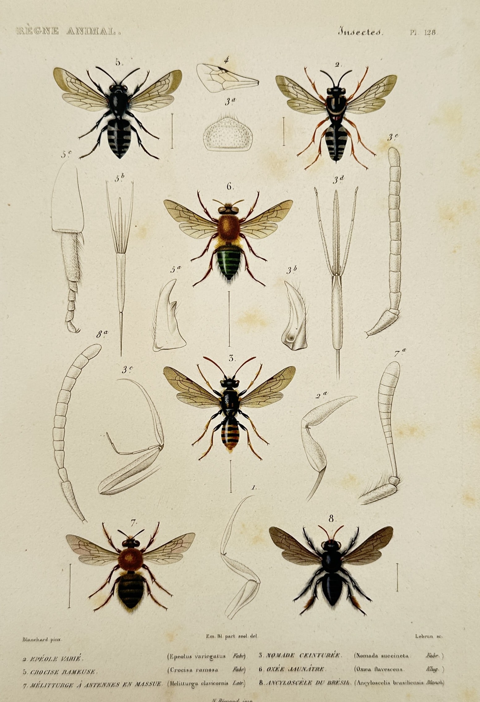Richard Polydore Nodder (1774–1823) – Study of a King Crab – Hand-coloured etching (1806): "The King Crab." This print illustrates two views of a king crab, or horseshoe crab, including a small specimen at the top and a large, highly detailed ventral view showing the arrangement of the legs